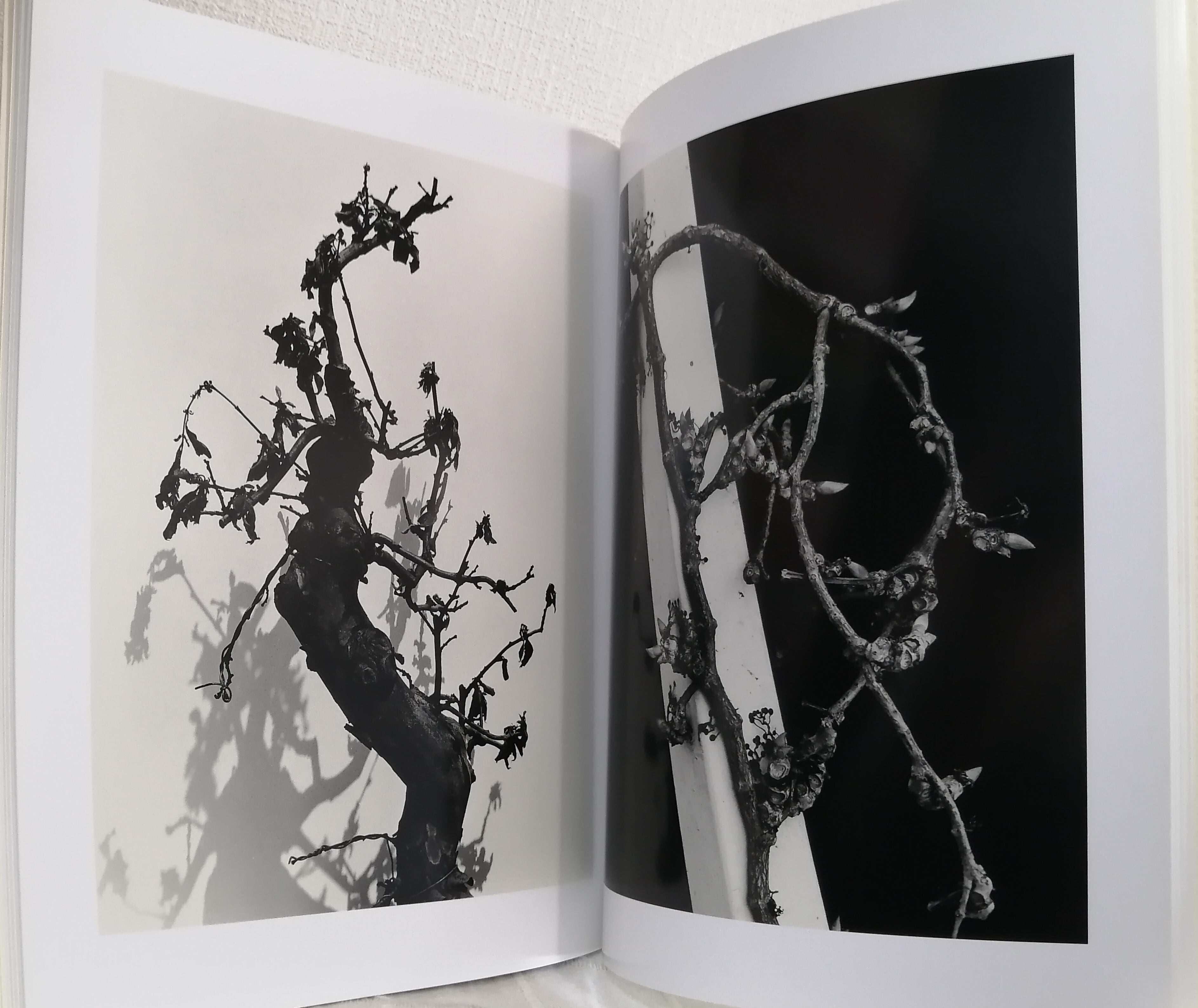 荒木経惟 NOBUYOSHI ARAKI 空景/近景 LAMENTS skyscapes / LAMENTS