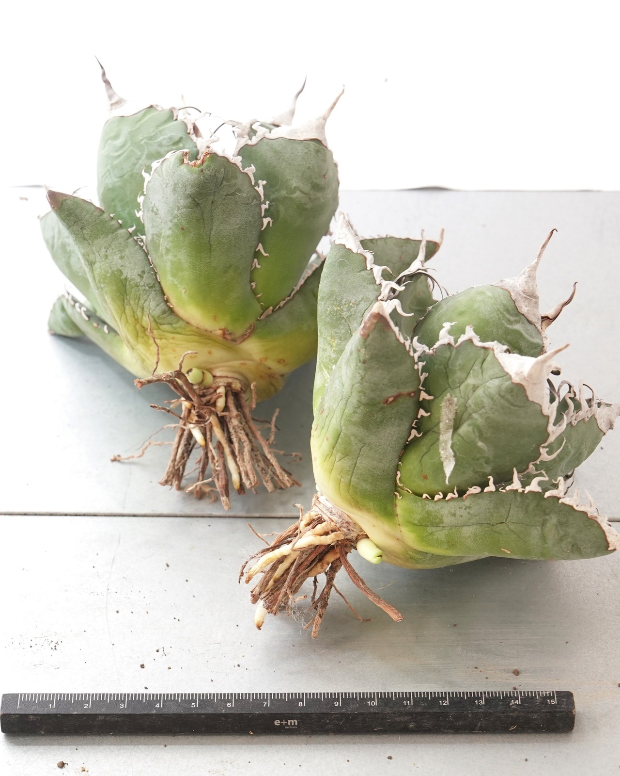 カット苗 アガベ チタノタ 悪魔くん 大株 Agave titanota 'Bakemono'