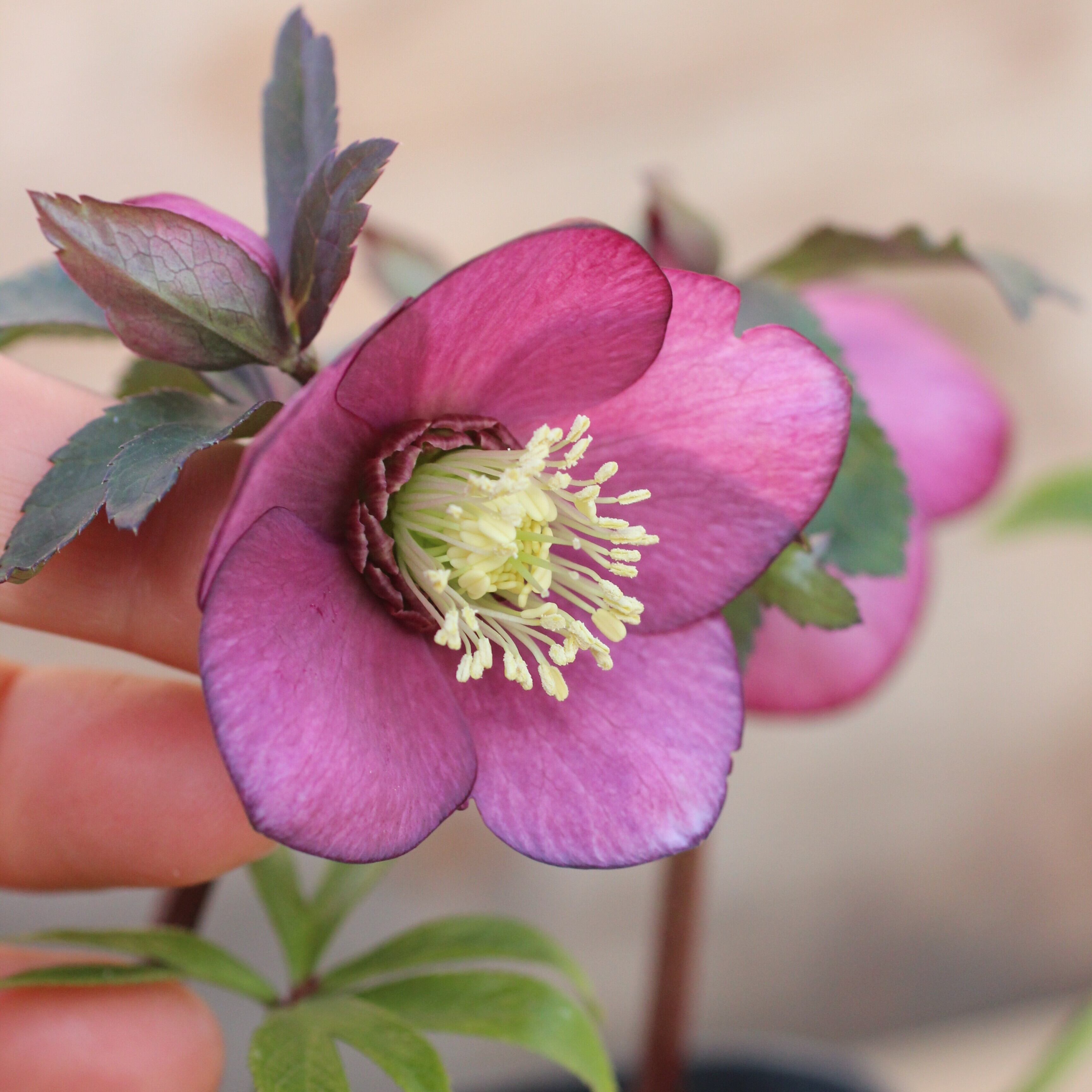 WS26-065 クリスマスローズ ウィンターシンフォニー パープルレッド