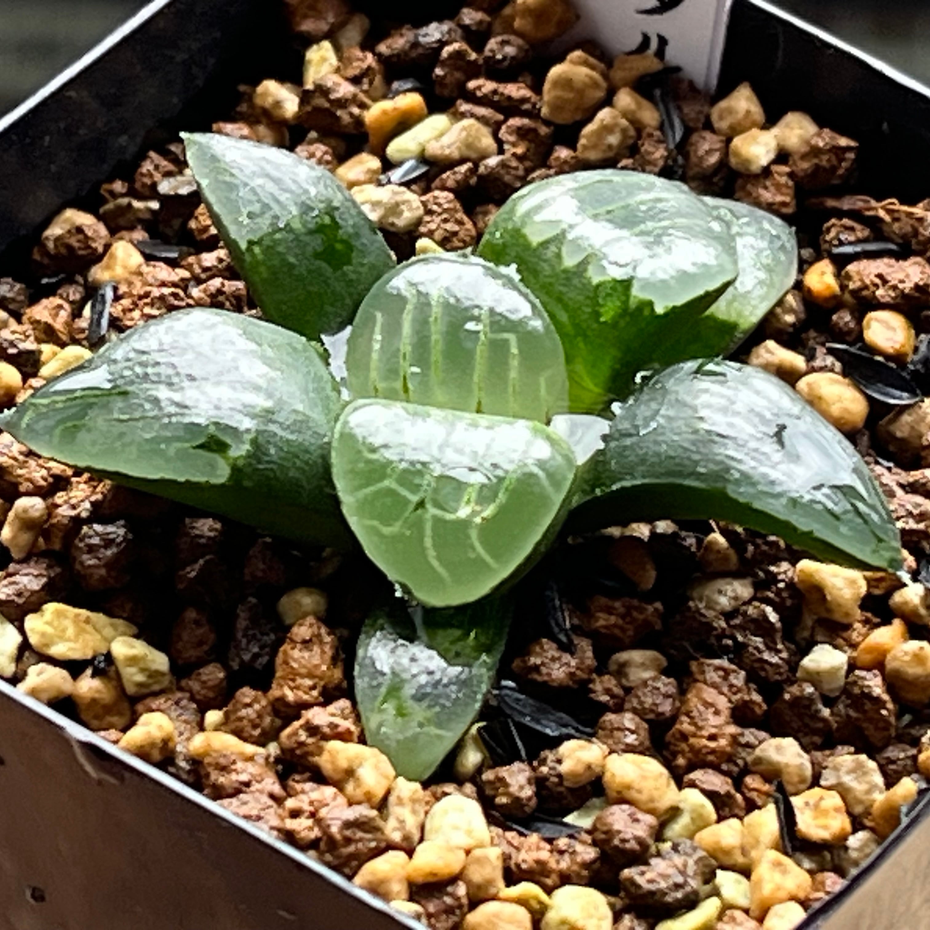 ハオルチア 火鳳凰錦 | mocono_plants