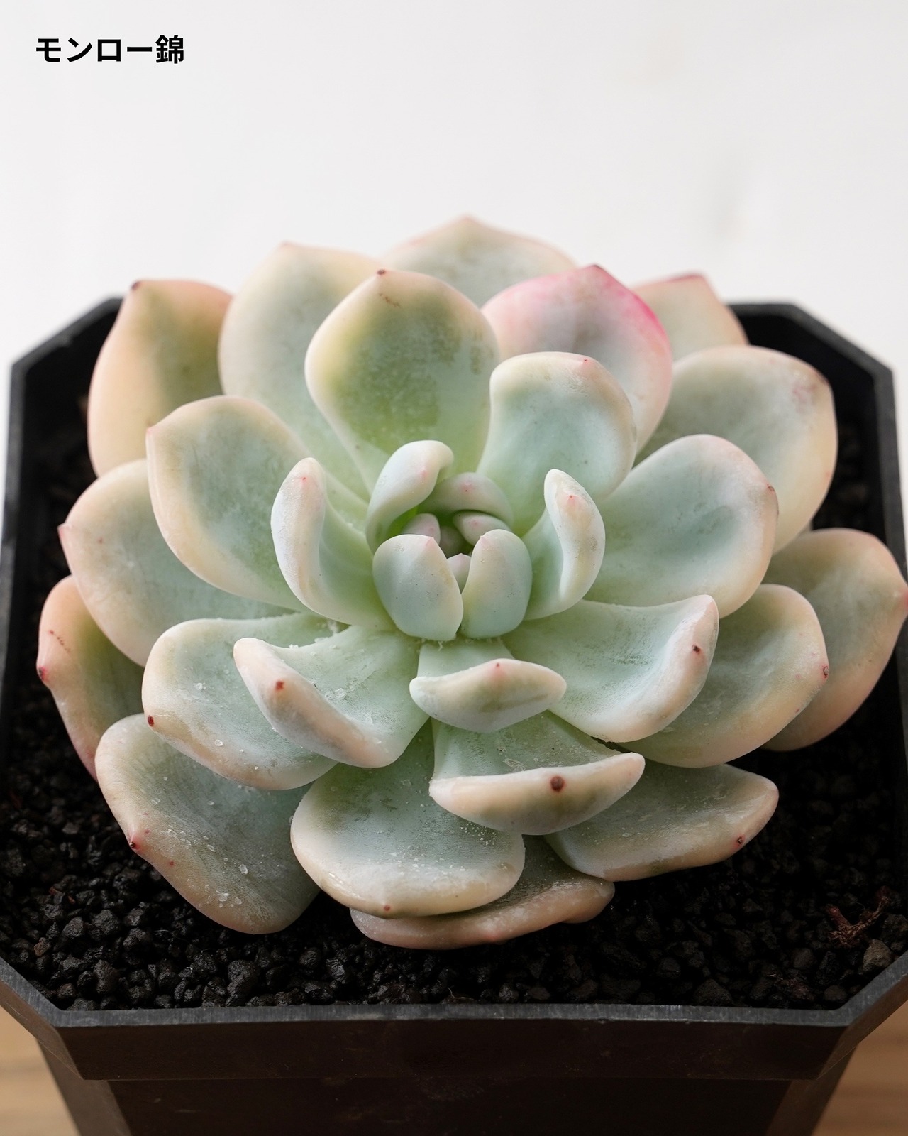 【SUCCULENTSセット 5種】沙羅姫牡丹錦/フレイムマウンテン錦/ジュジュ 他