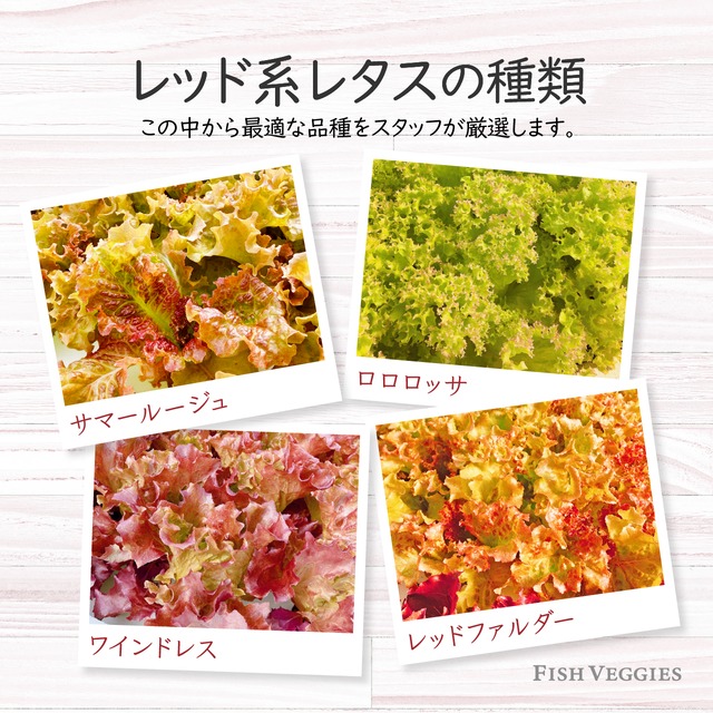 【北海道産ビーツ使用】ど発酵ビーツドレッシングとミックスレタスのセット