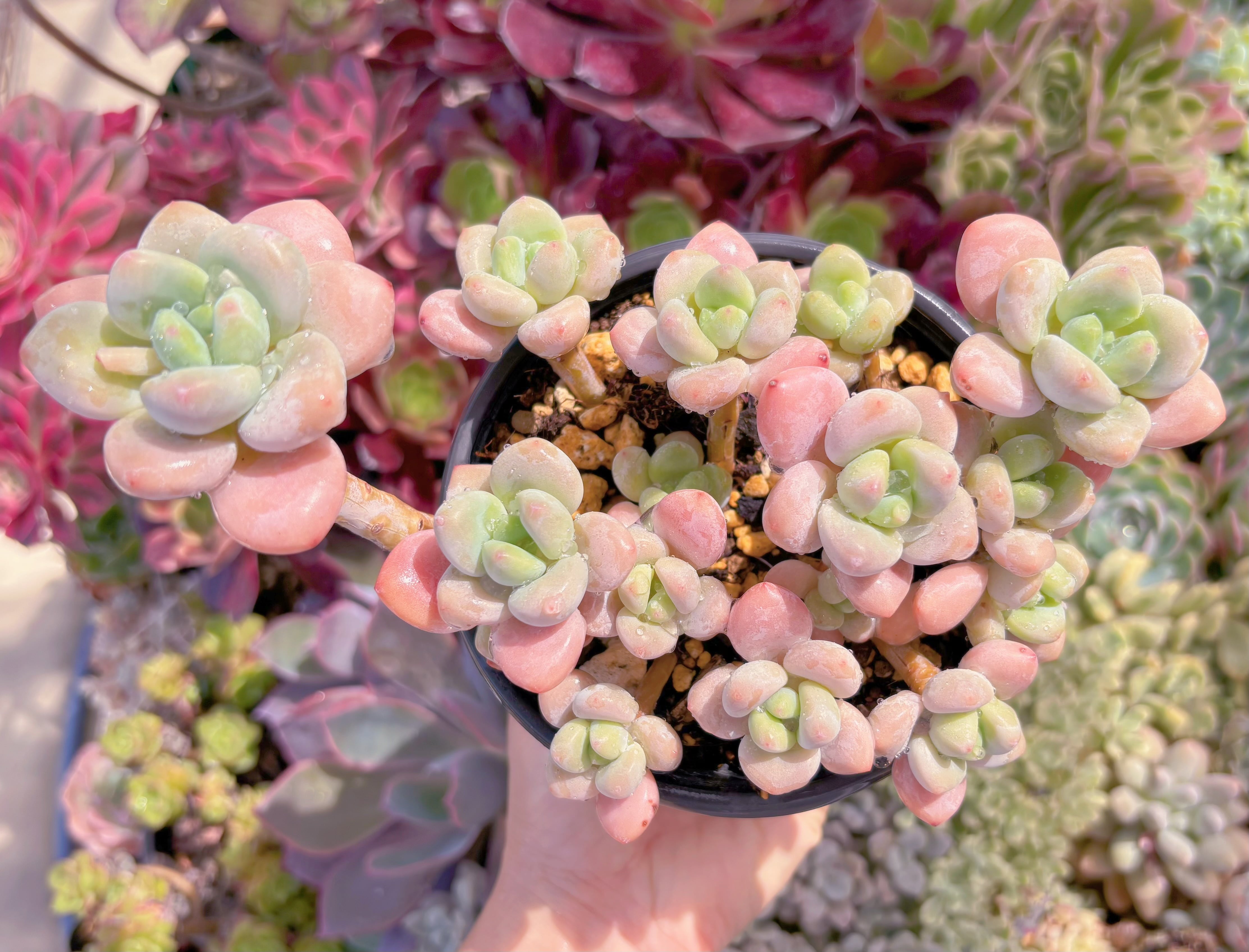 現品　マカロン#708   特大群生　るる農園