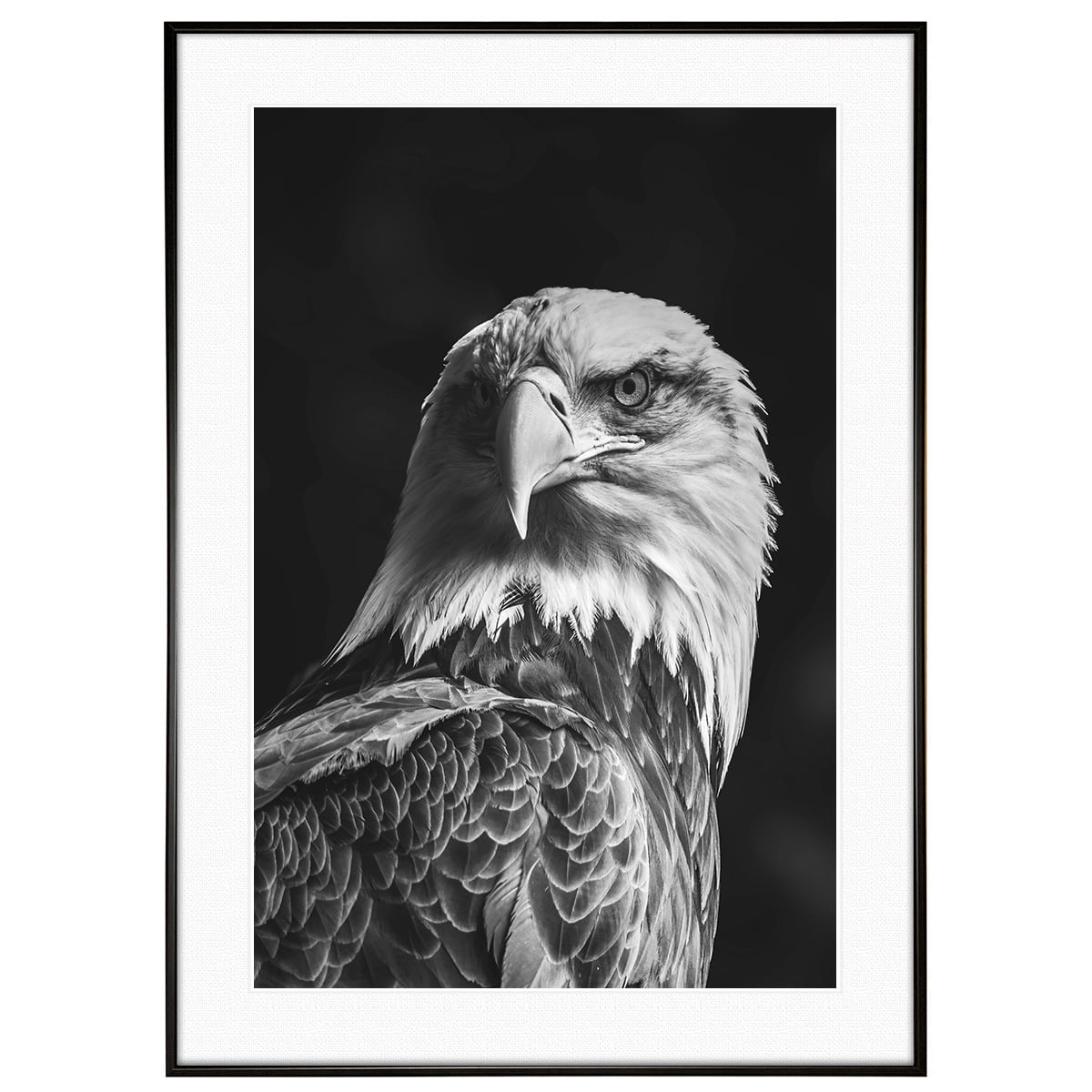 動物写真 鷹・鷲 インテリア アートポスター額装 AS1623 | インテリア