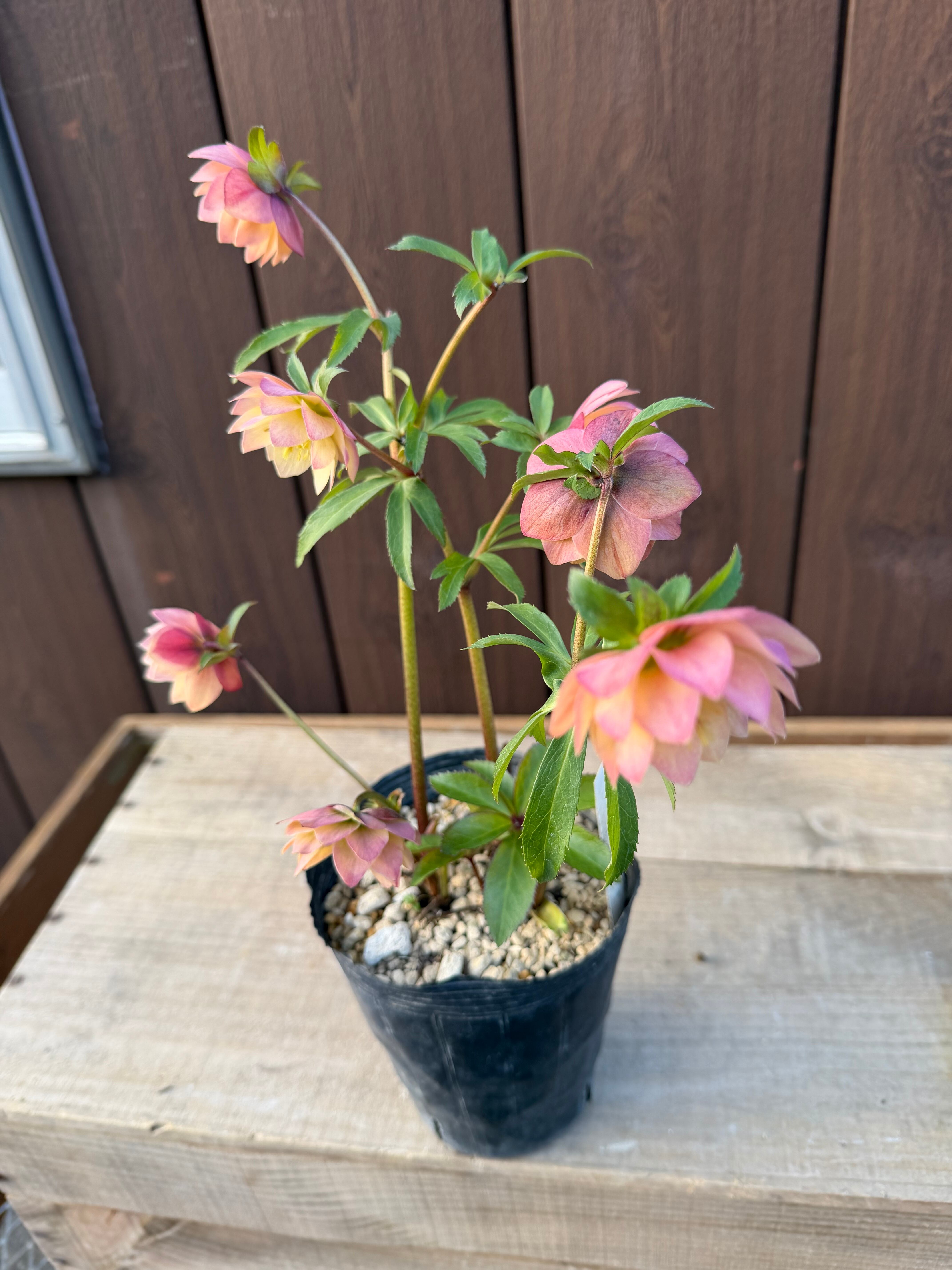 アプリコットイエローグロス微香 ※蕾無し特価 加藤農園 クリスマス