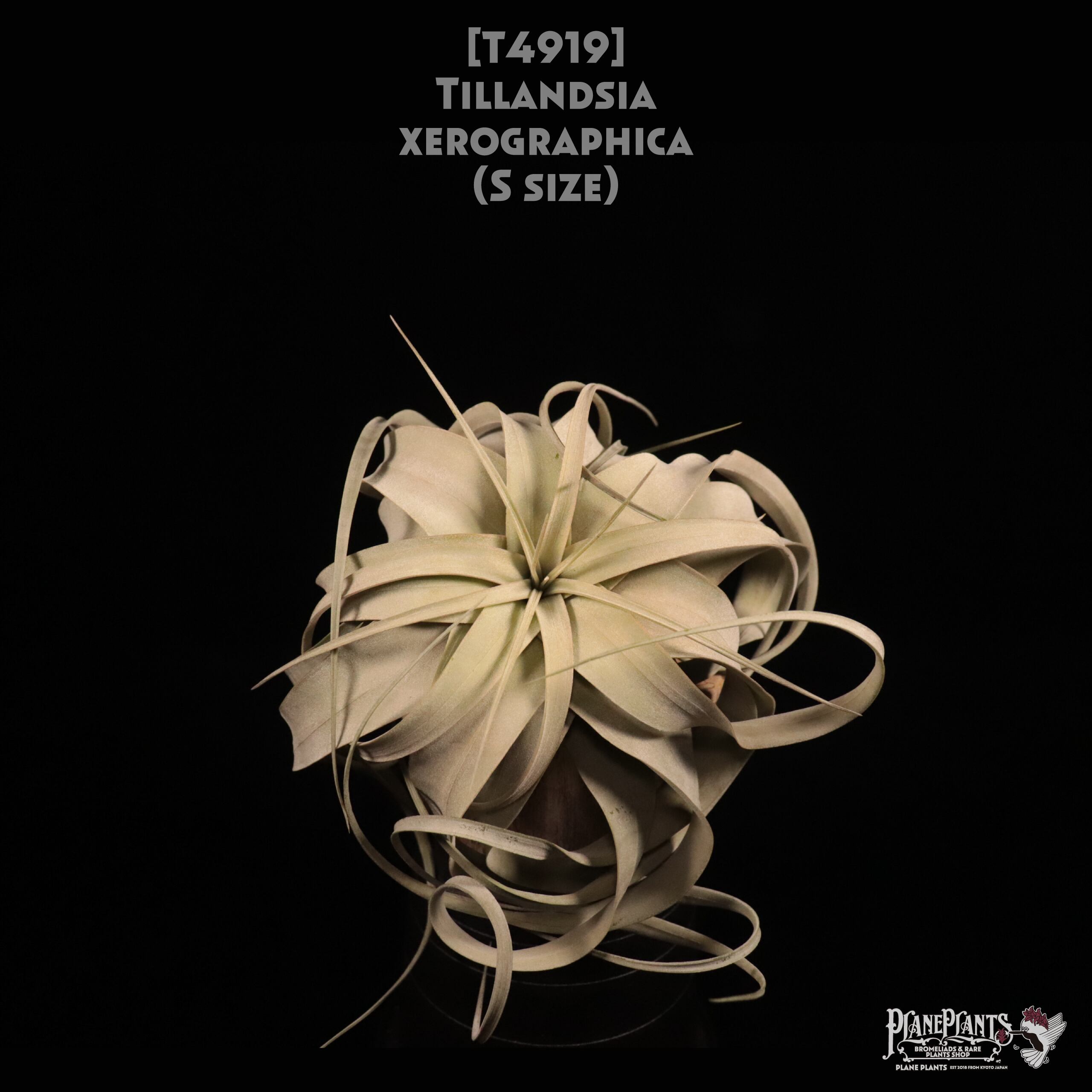 【送料無料】xerographica S〔エアプランツ〕現品発送T4919