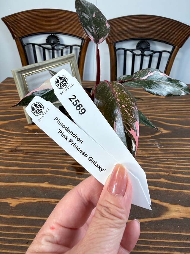 ★2569【桃斑、舞う】フィロデンドロン　ピンクプリンセスギャラクシー（3号ポット）