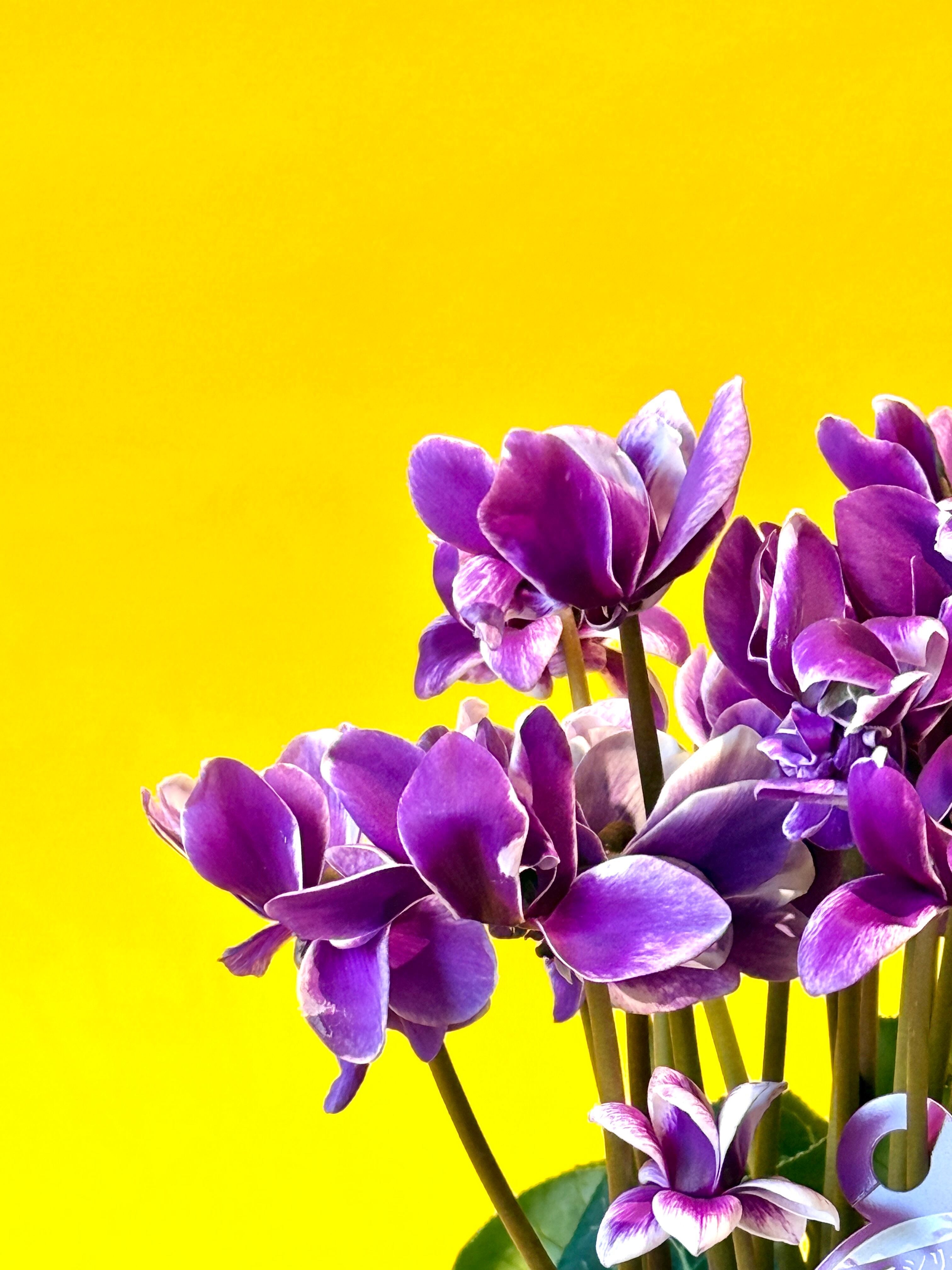 シクラメン【ピコティ】