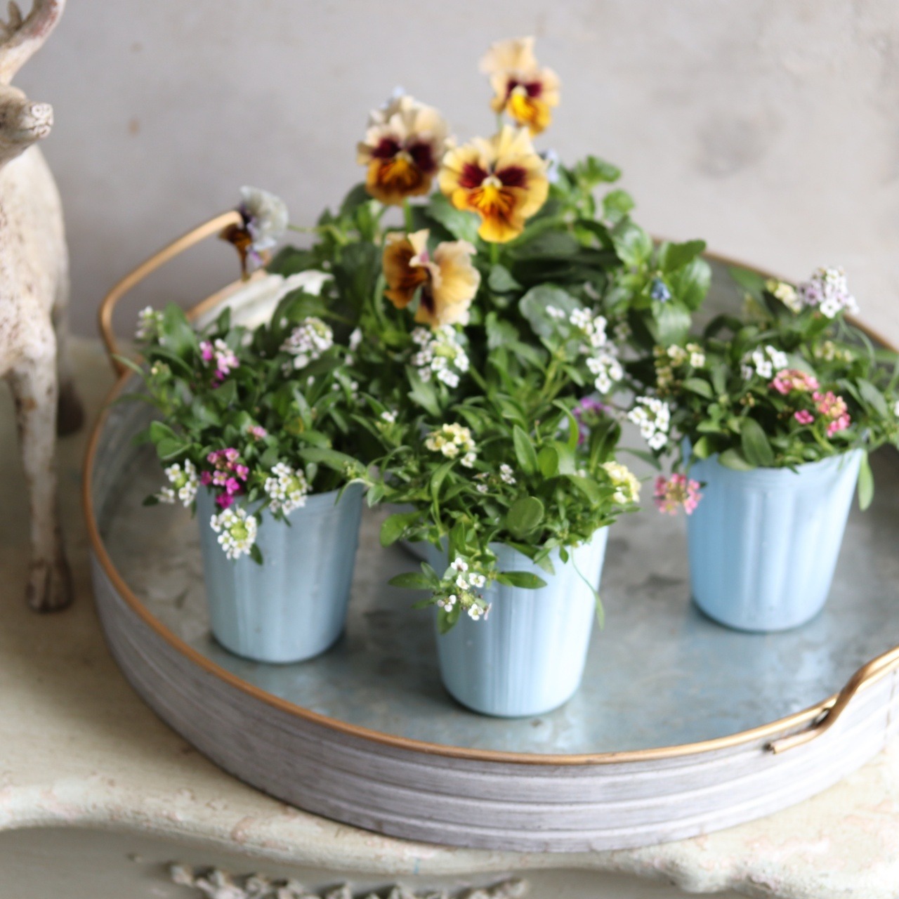 アリッサム　MIX　小さなお花　横にひろがる　寄せ植えにオススメ