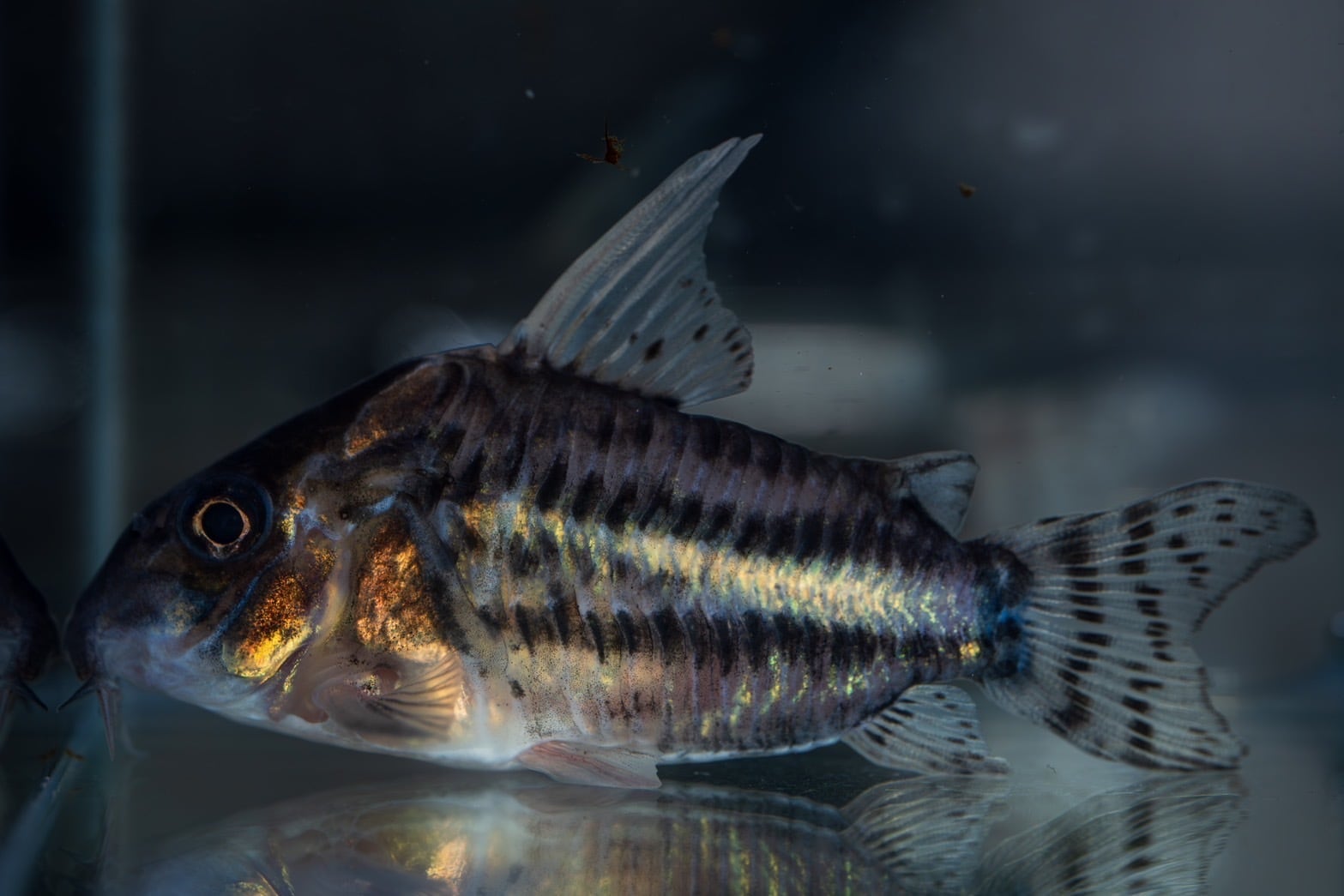 【取引中】コリドラススーパーシュワルツィ 取引中】コリドラススーパーシュワルツィ