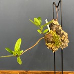 ヒドノフィツム formicarum (wrinkle tuber)【76】