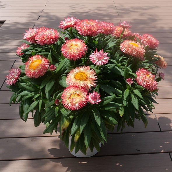 bb0b729302f8e4b097729fab447a41