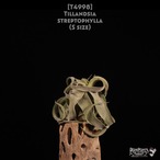 【送料無料】streptophylla S〔エアプランツ〕現品発送T4998