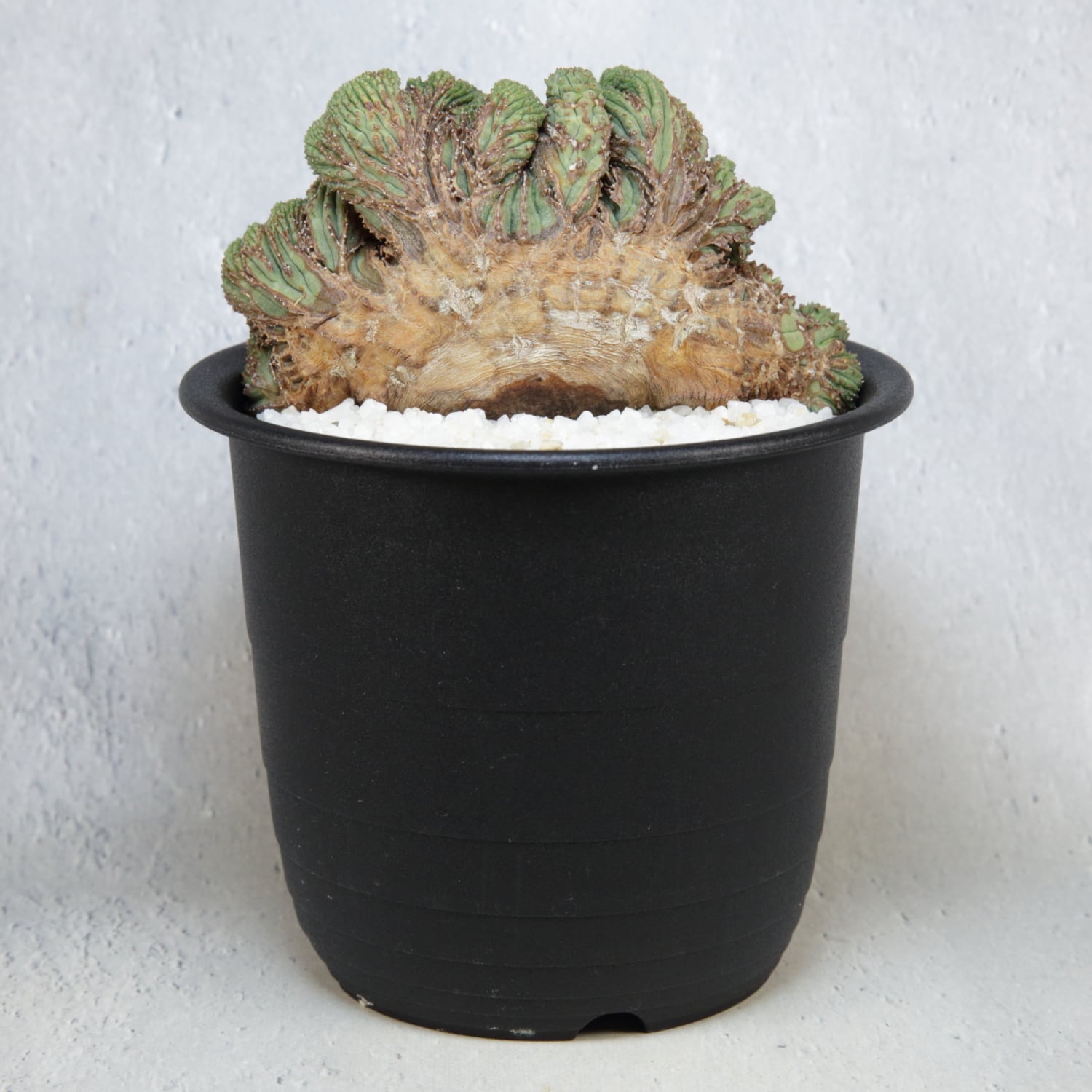 超厳選株】超大株 直径約9cm ヴィンテージ 仔吹き マウンテン オベサ