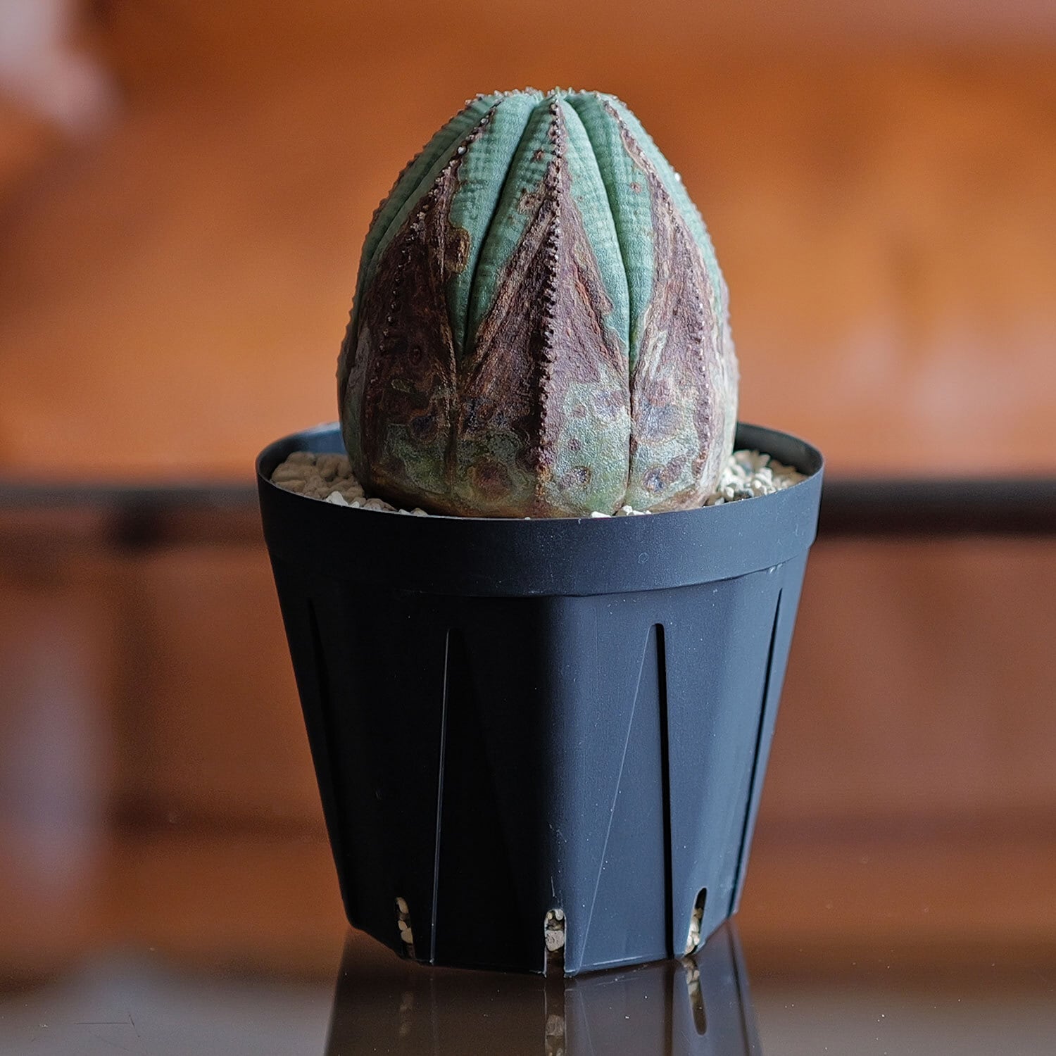 木質化 美模様 オベサ / ユーフォルビア | LIGHTHOUSE.PLANTS