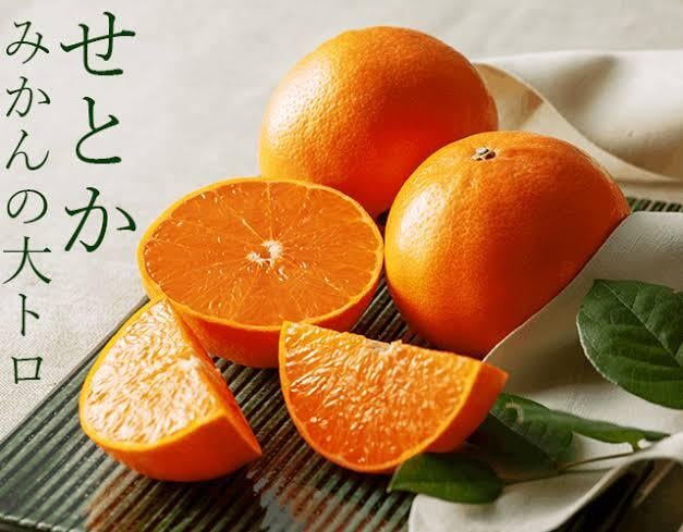 せとか約1.5kg 贈答用 | 千秋果苑