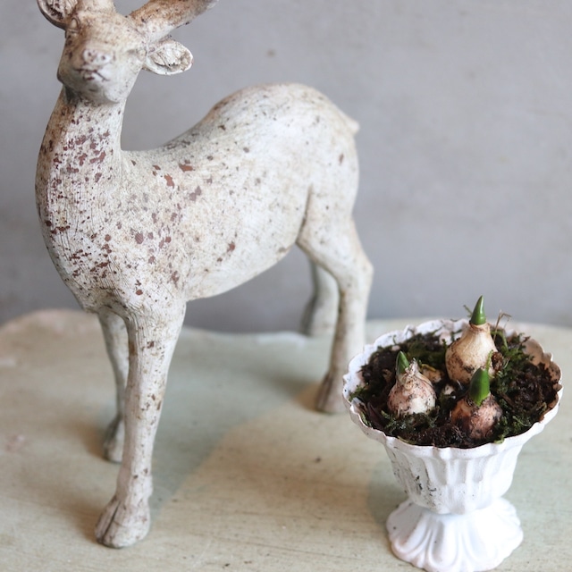 ムスカリミニカップ　届いてすぐ玄関に飾れる 　プレゼントにもオススメ　