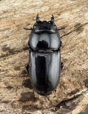 【WD】大型《パラワンオオヒラタ ガントン産 96mm ペア》