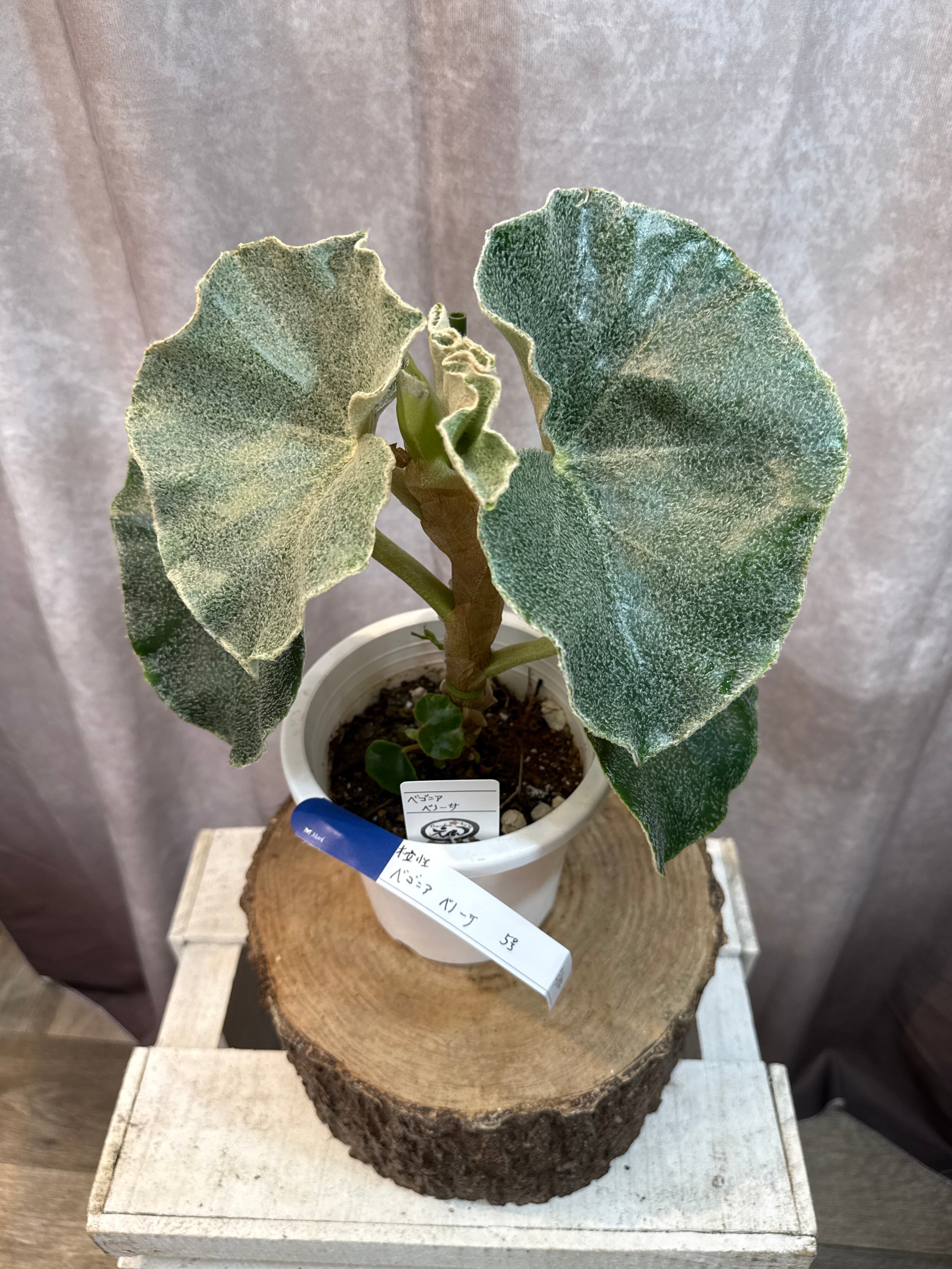 ベゴニア・ペペロミアなど | Gardenえん 【観葉熱帯植物】
