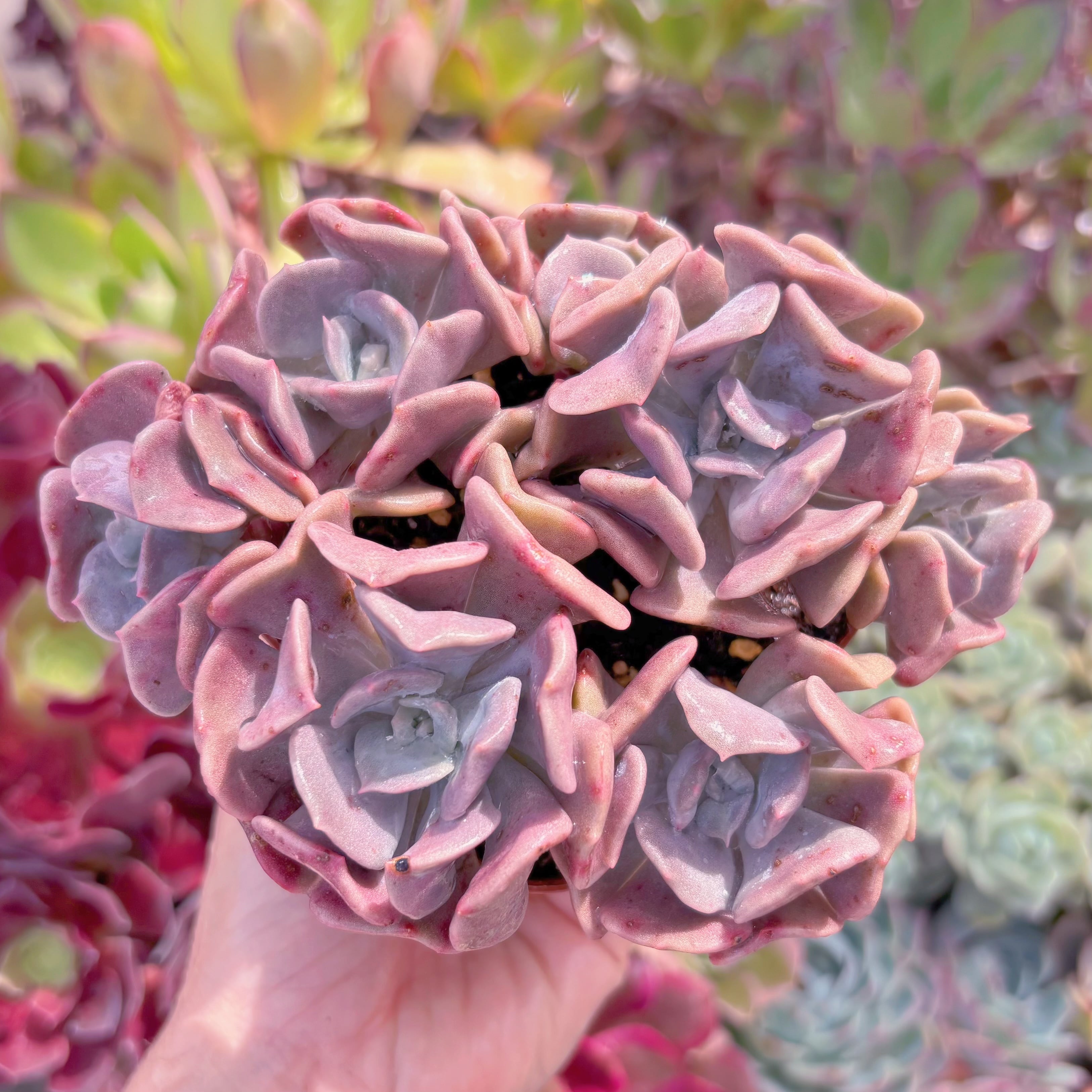 現品 キュービックフロスト#295 群生 るる農園 | るる農園~多肉植物専門