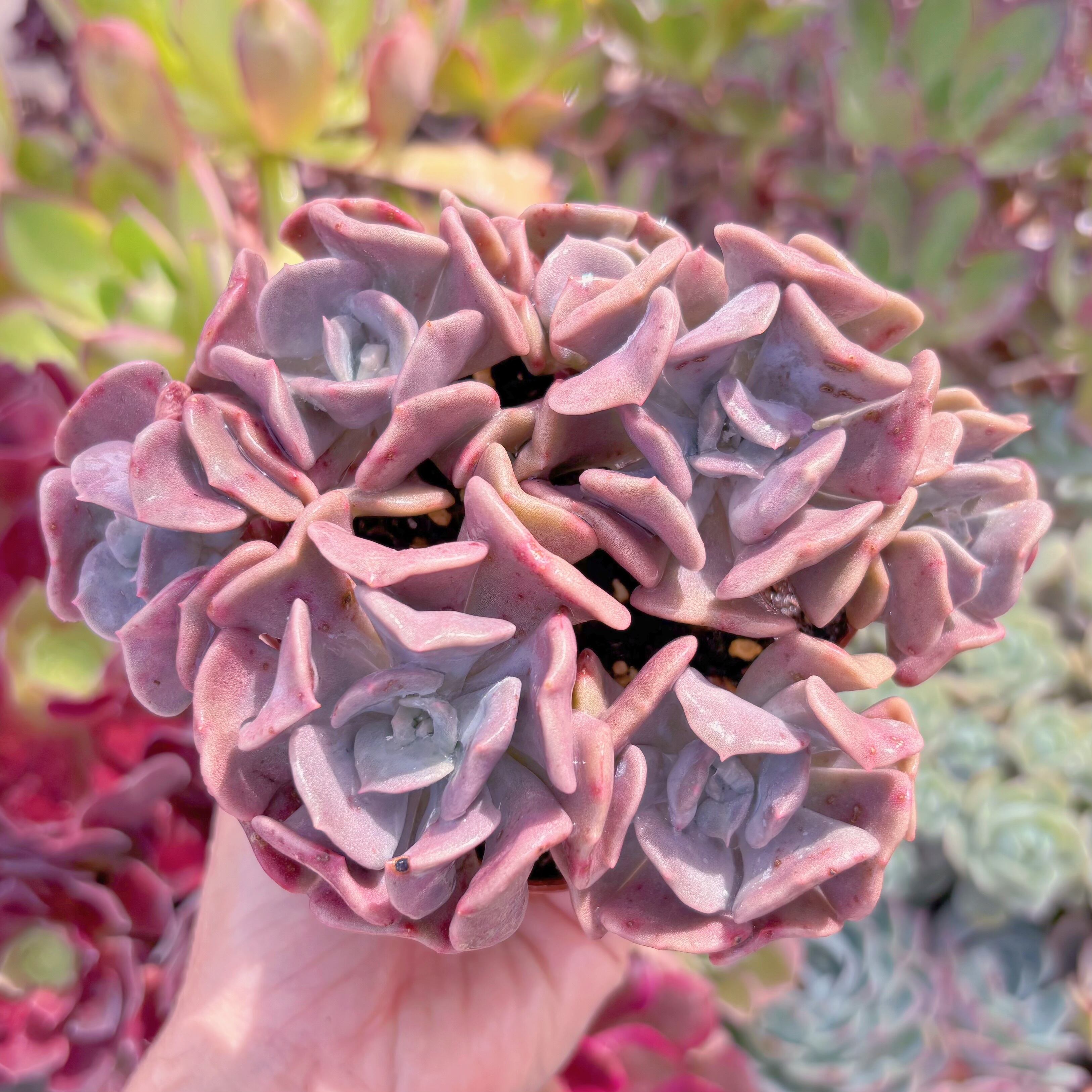 現品　キュービックフロスト#295　群生　るる農園