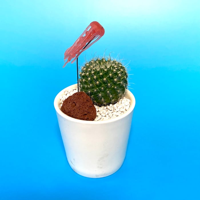 受注生産品 クラゲ くらげ サボテン Su 01kurage 観葉植物 夏 さぼてん カクタス インテリア グリーン ミニチュア かわいい 動物 フィギュア 三和ポチット