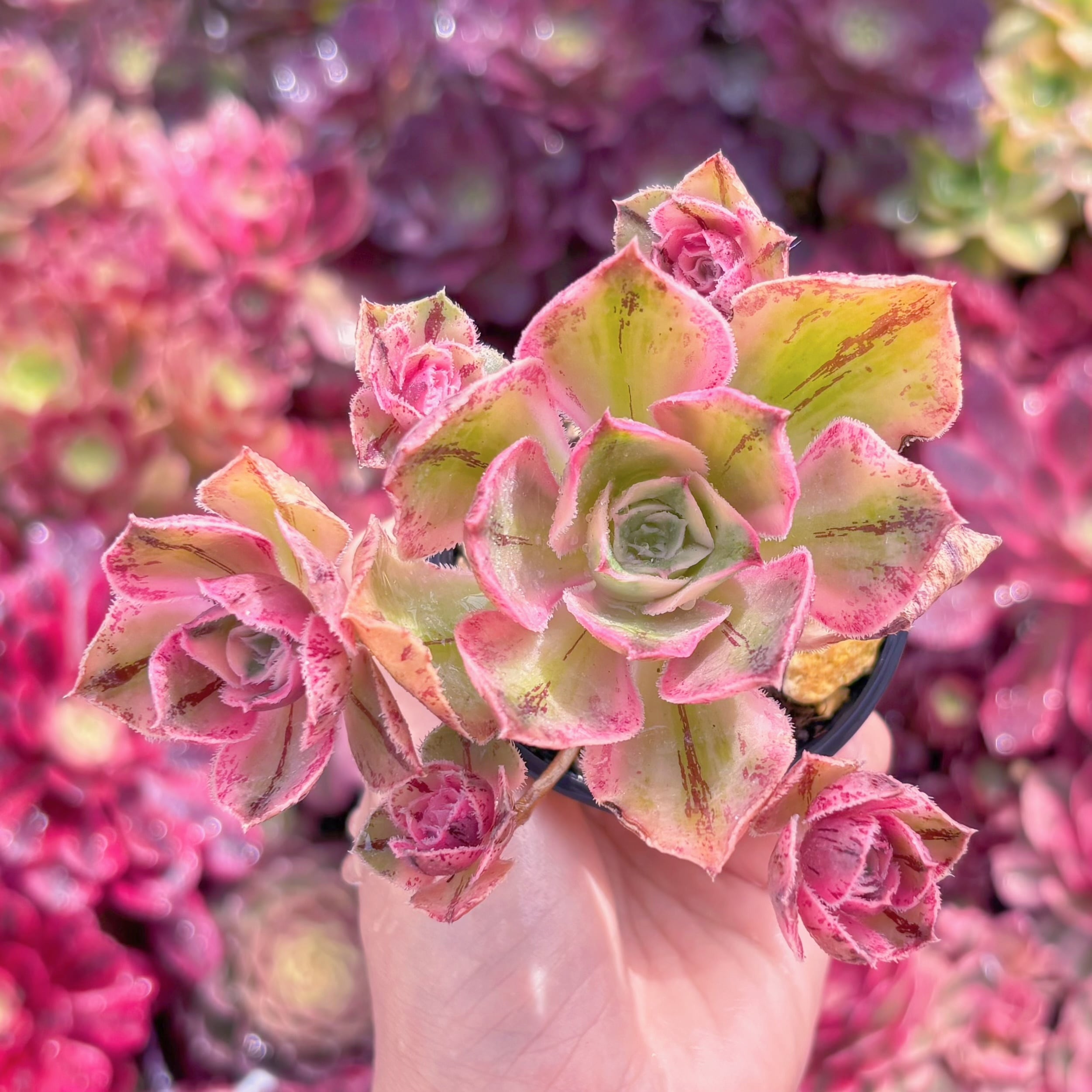 現品　ロスコープ錦#M225　群生　るる農園