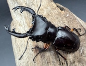 【WD】《インペリアリスツヤ亜種komorii トゥルスマリア産 61mm ペア》