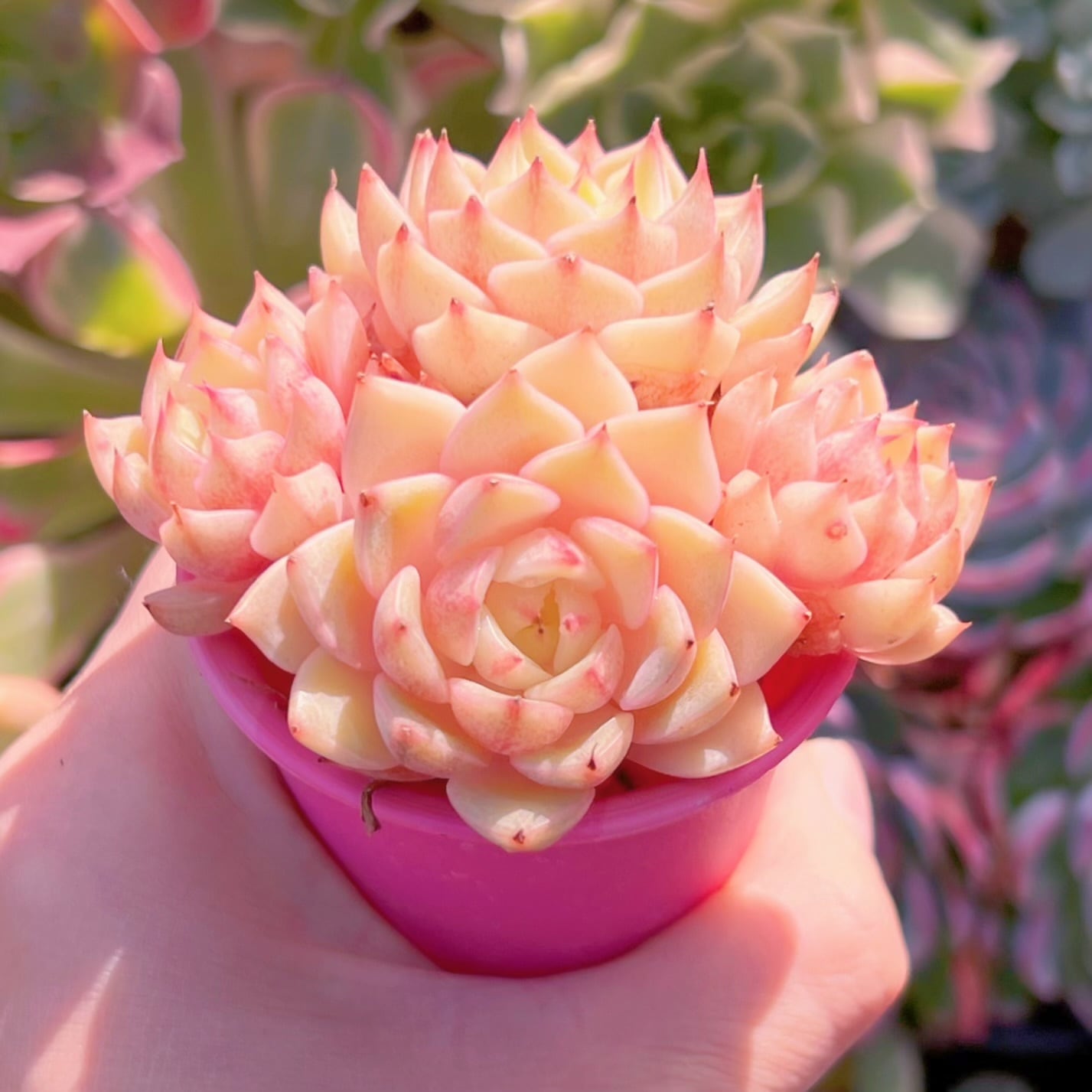 多肉植物 ベンバディス 新入荷 るる農園 | るる農園~多肉植物専門