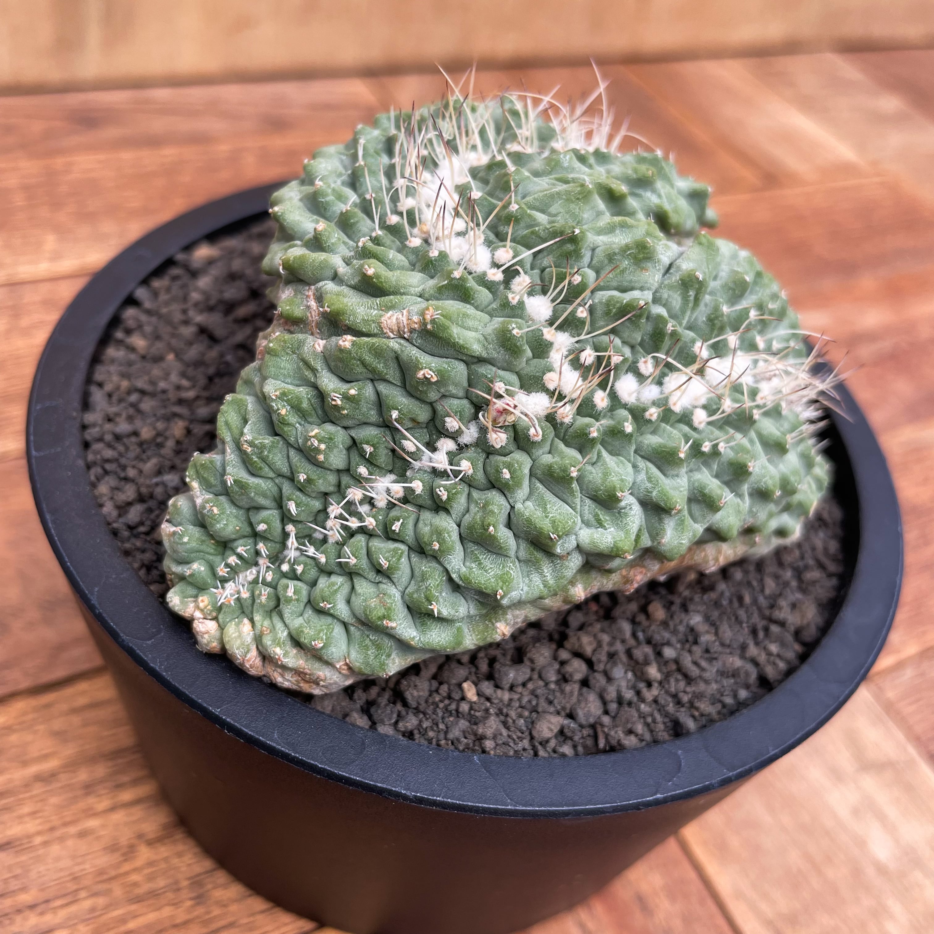 ストロンボカクタス菊水 綴れ 綴化 実生 N/OH Storombocactus disciformis【ストロンボカクタス・菊水綴化