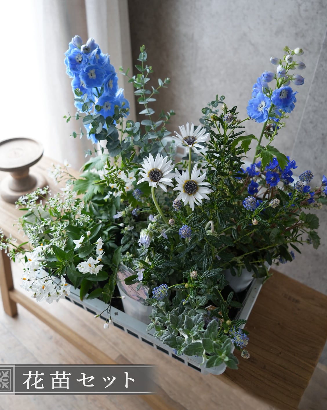 花苗セット】 アンティークラベンダー系ペチュニアの ミニ寄せ植え花苗