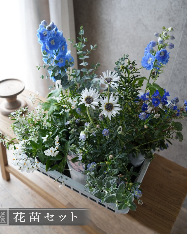 【花苗セット】マダガスカルジャスミンとアークトチスの薄い水色と白いお花いっぱいの花苗セット
