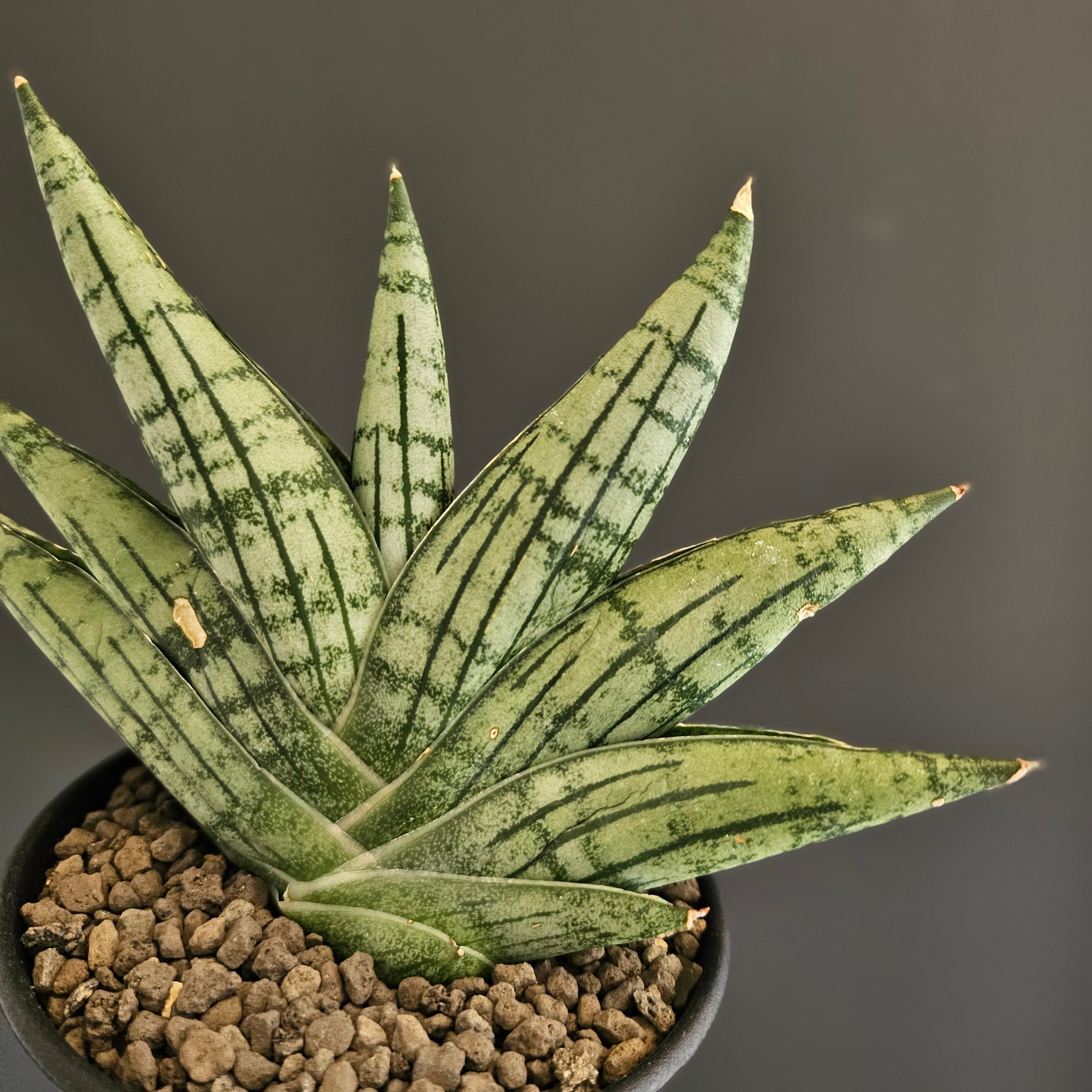 Sansevieria manja サンスベリア マンジャ | Plants Baka
