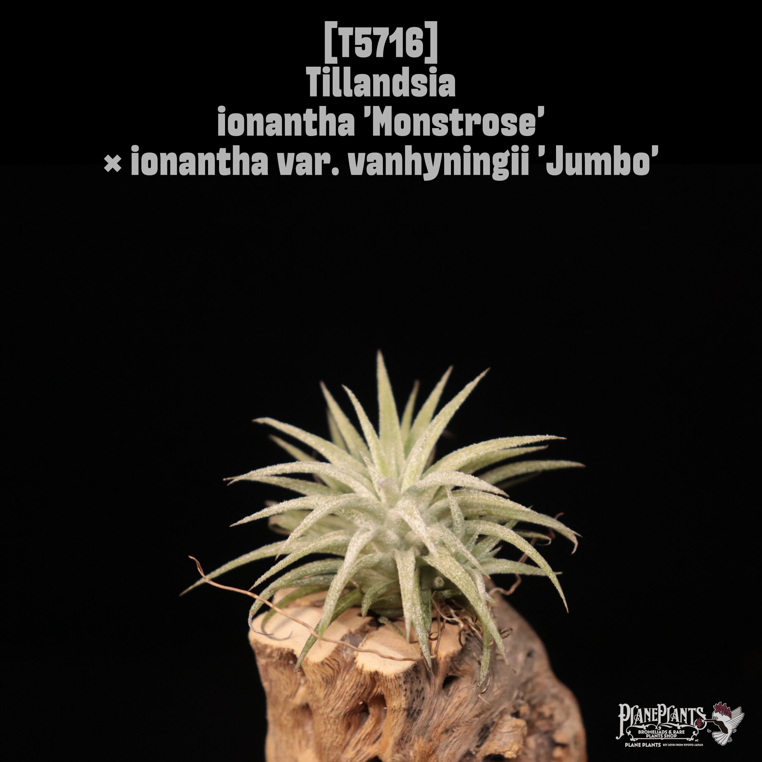 【送料無料】ionantha 'Monstrose' × ionantha var. vanhyningii 'Jumbo'〔エアプランツ〕現品発送T5716
