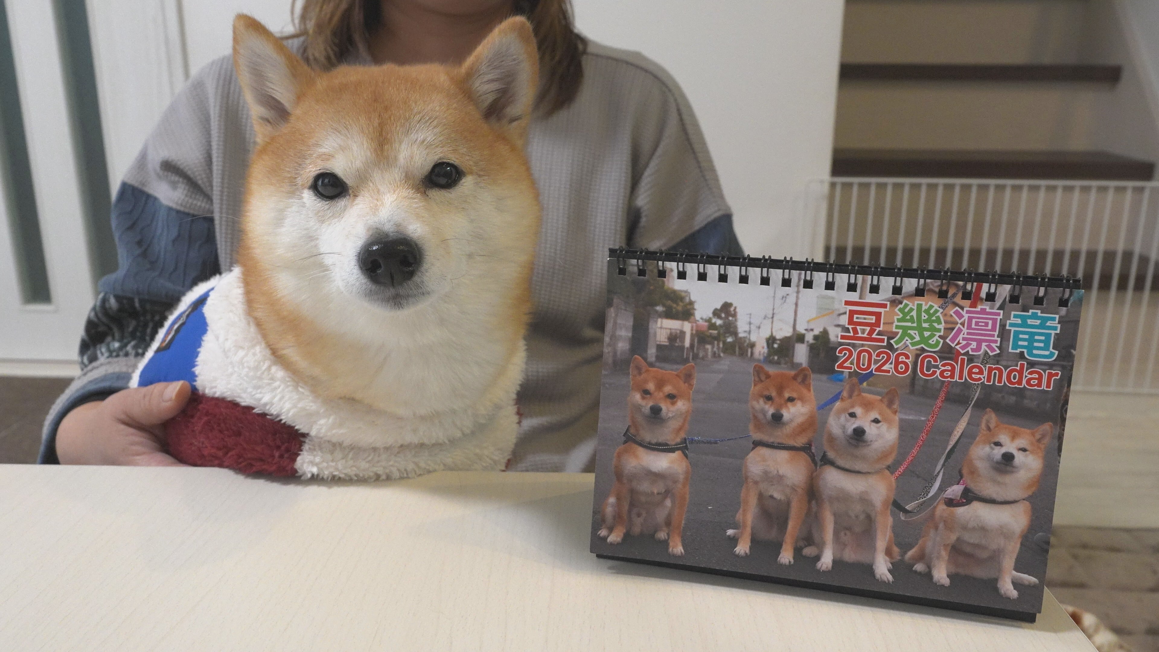 豆柴　0324 卓上】豆柴おもしろ4兄妹 2026カレンダー | 豆柴おもしろ4兄妹
