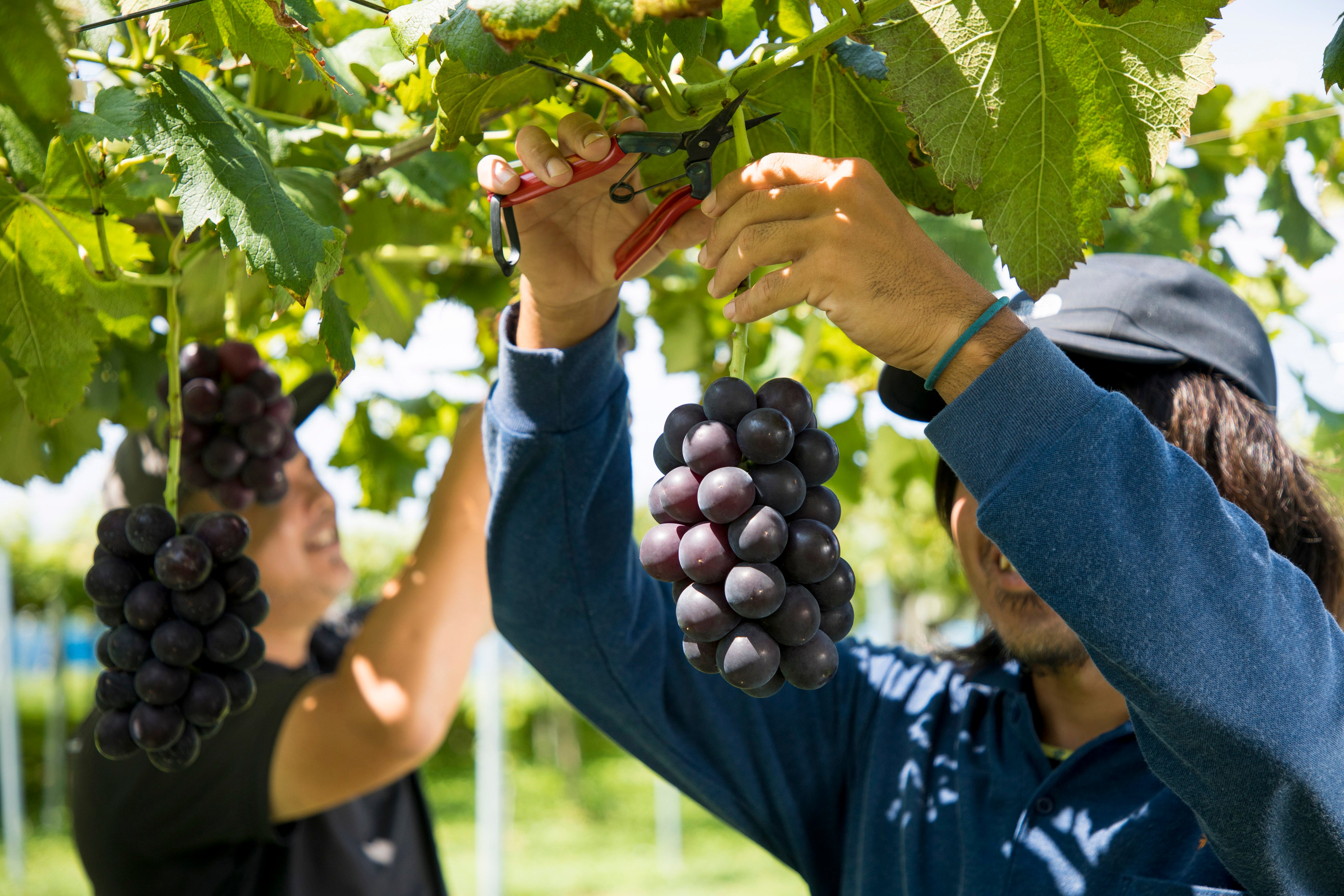 数量限定‼️選べる厳選ぶどう1kg‼️収穫次第の発送※8/31まで受付【送料