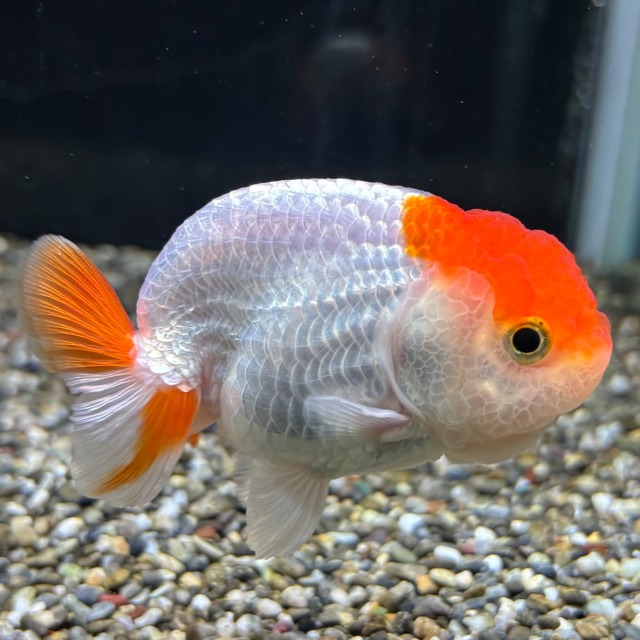 更紗らんちゅう　良物　９ｃｍ