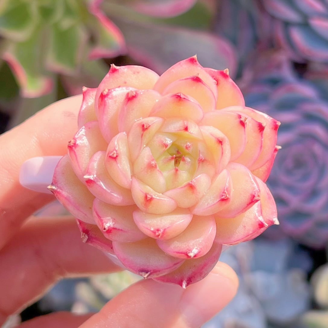 多肉植物　ゴールドアニー　新入荷　るる農園