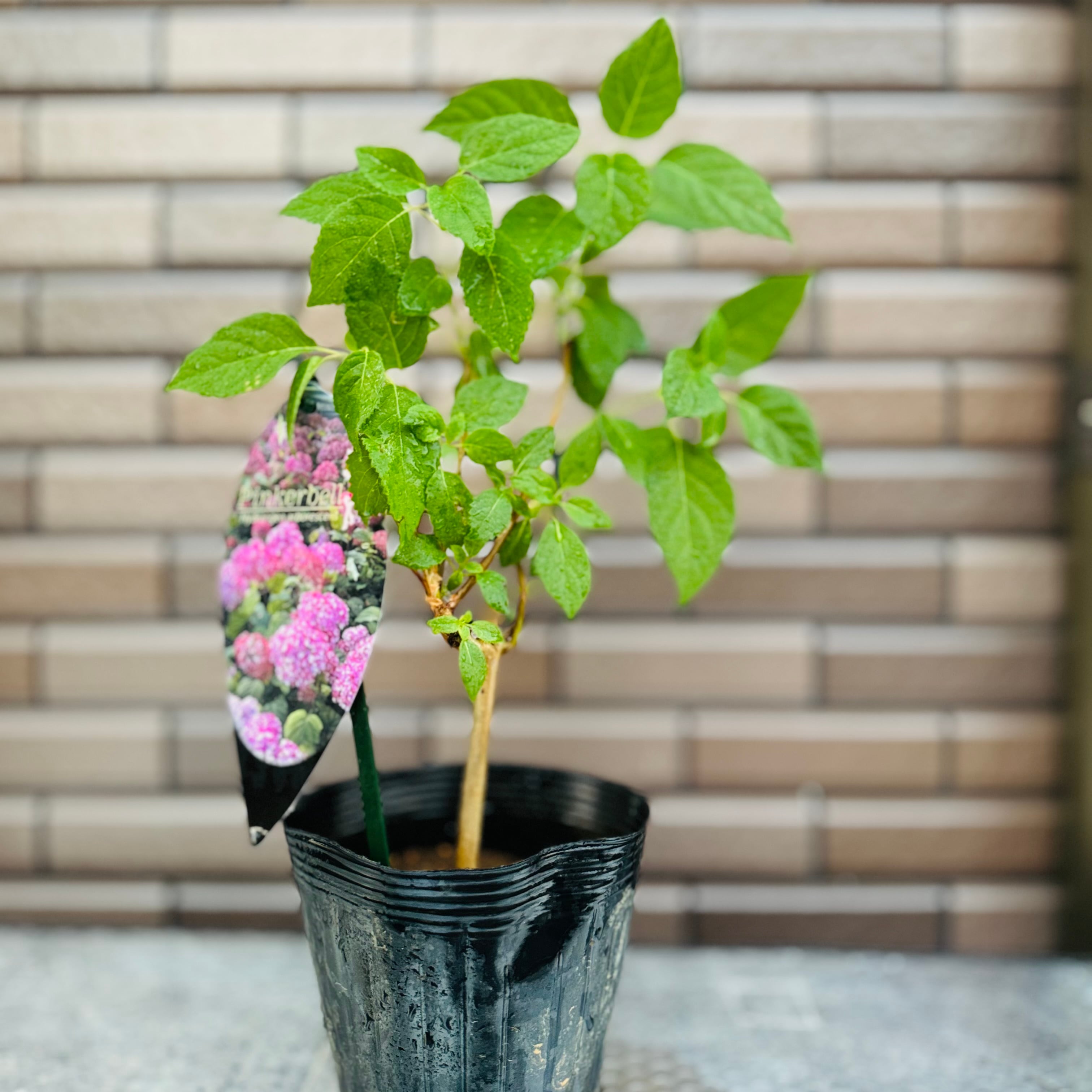 アジサイ アナベル 5寸2種4鉢 紫陽花 たっとし 
