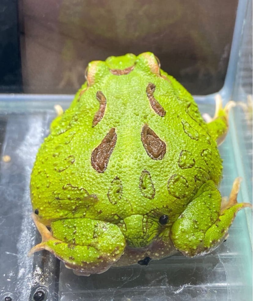 クランウェルツノガエル グリーン | アクアショップあんじゅ