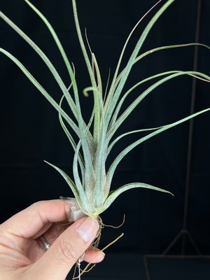 Tillandsia  'King Kong'