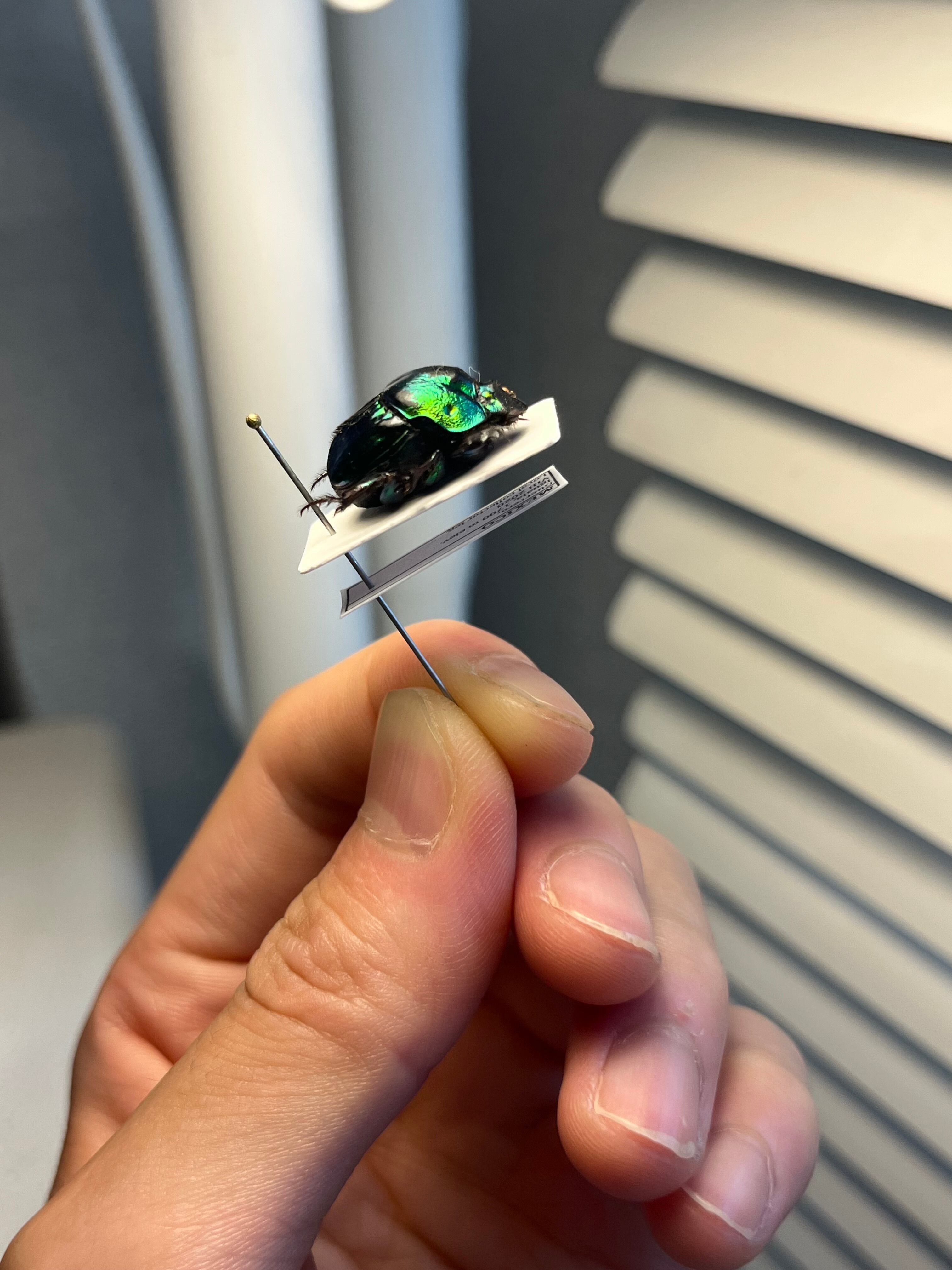 18mm♀】デーモンニジダイコクコガネムシ 糞虫フンチュウフンコロガシ