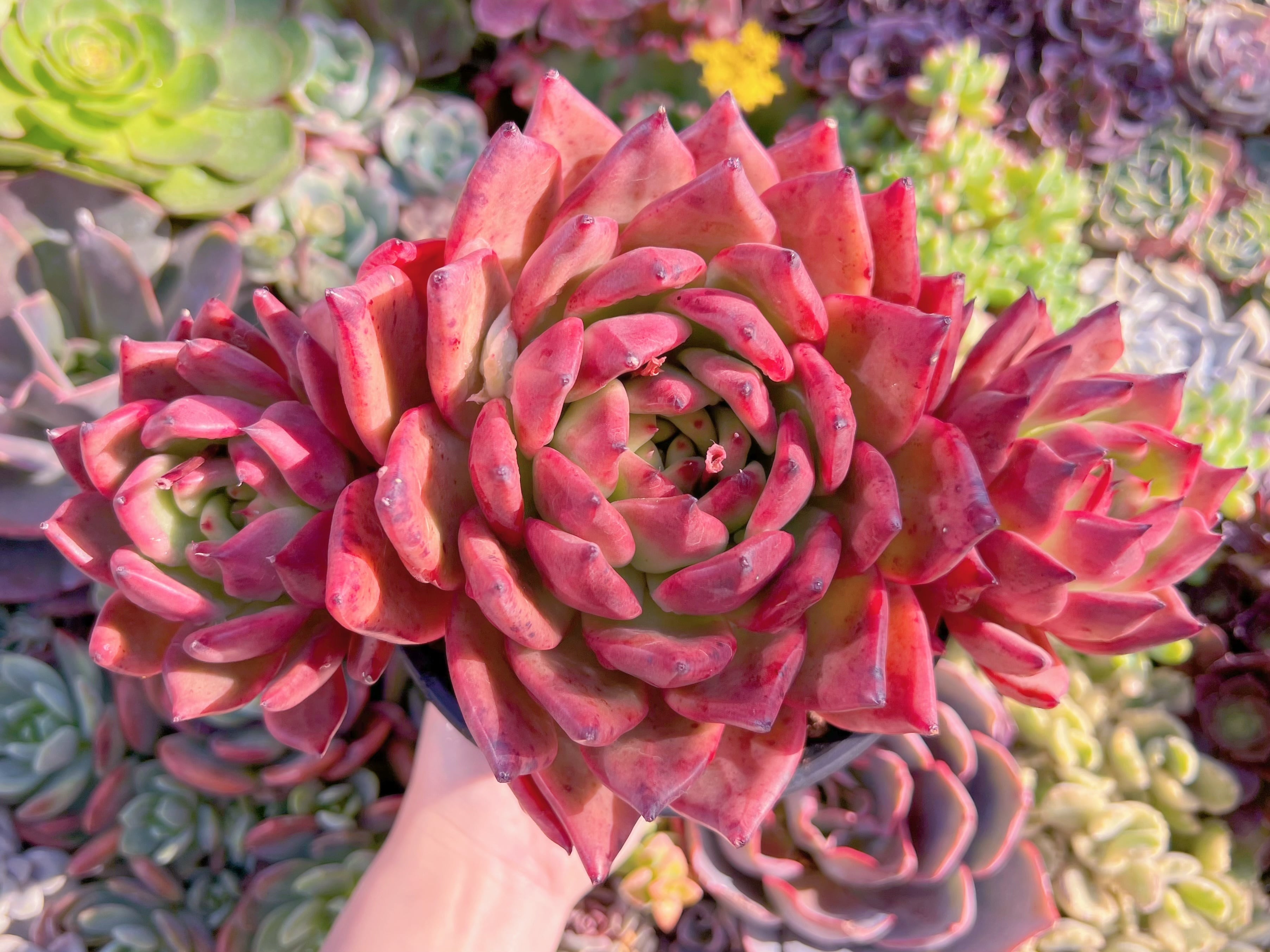 現品　アメストロー#632　特大群生　新入荷　るる農園