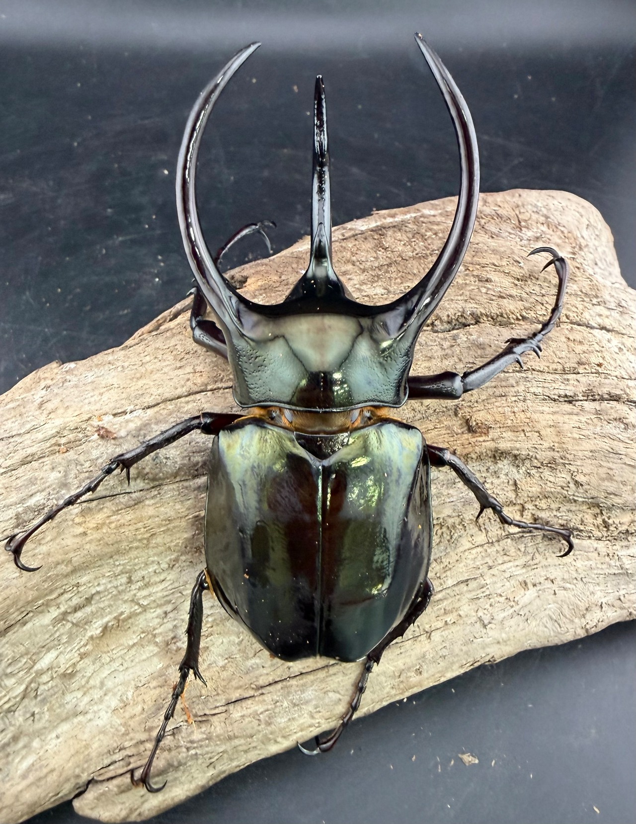 【WD】《ミンダナオアトラスオオカブト マラグサン産 94.5mm ペア》