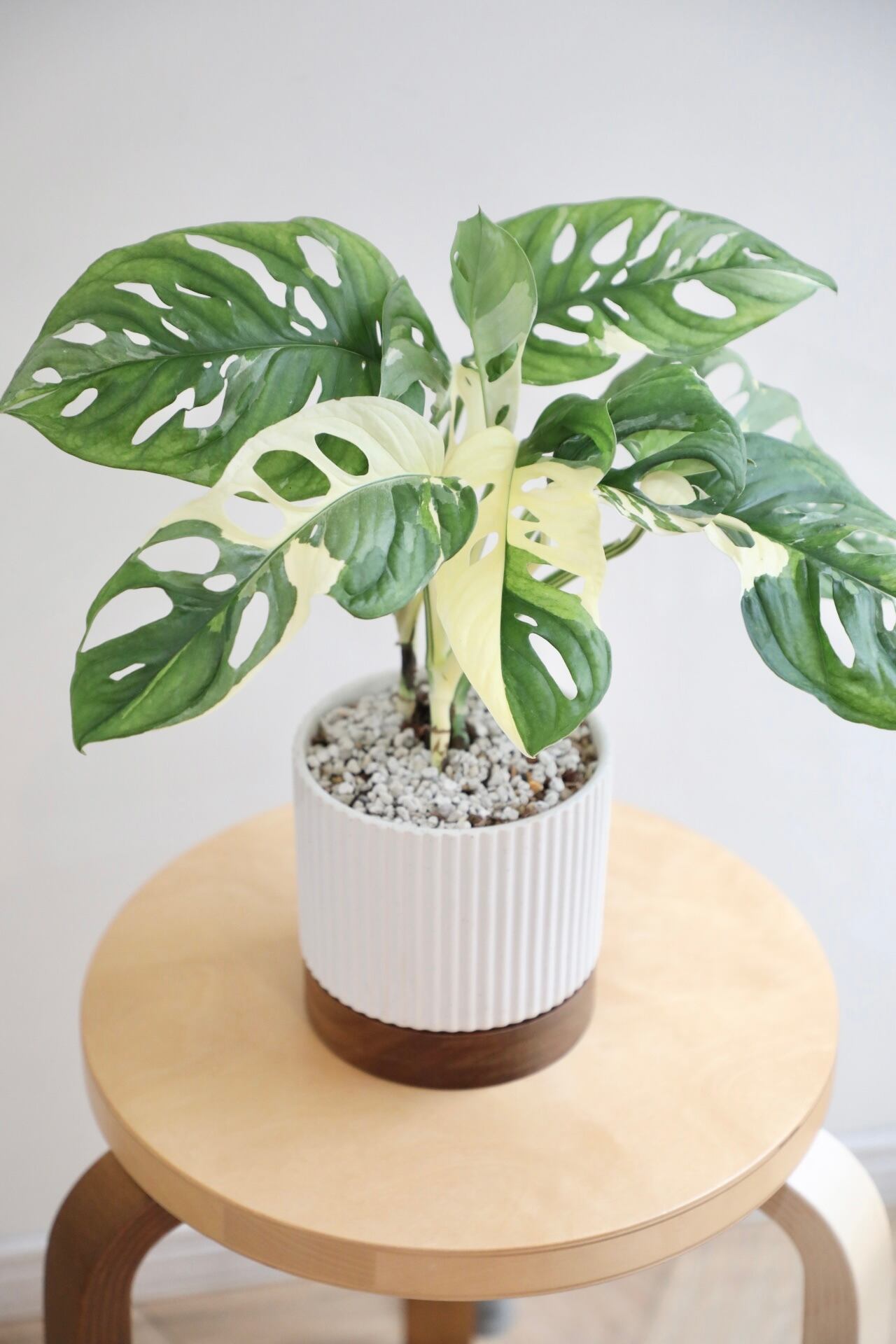 モンステラ マドカズラ 斑入り マドカズラ 斑入り871 | PROTOLEAF 