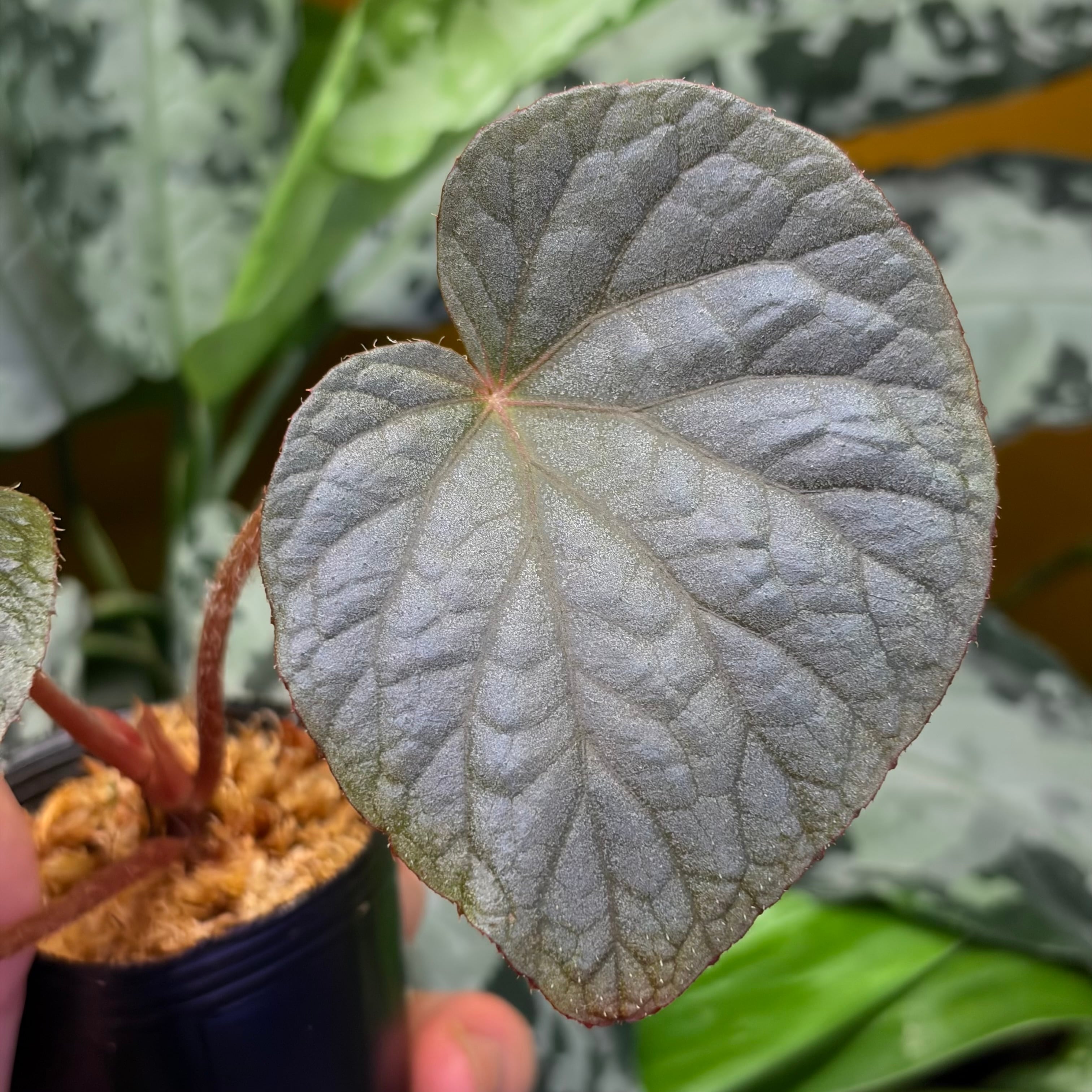 Begonia Snow Capped 'Pink Variegated' ベゴニア スノーキャップド