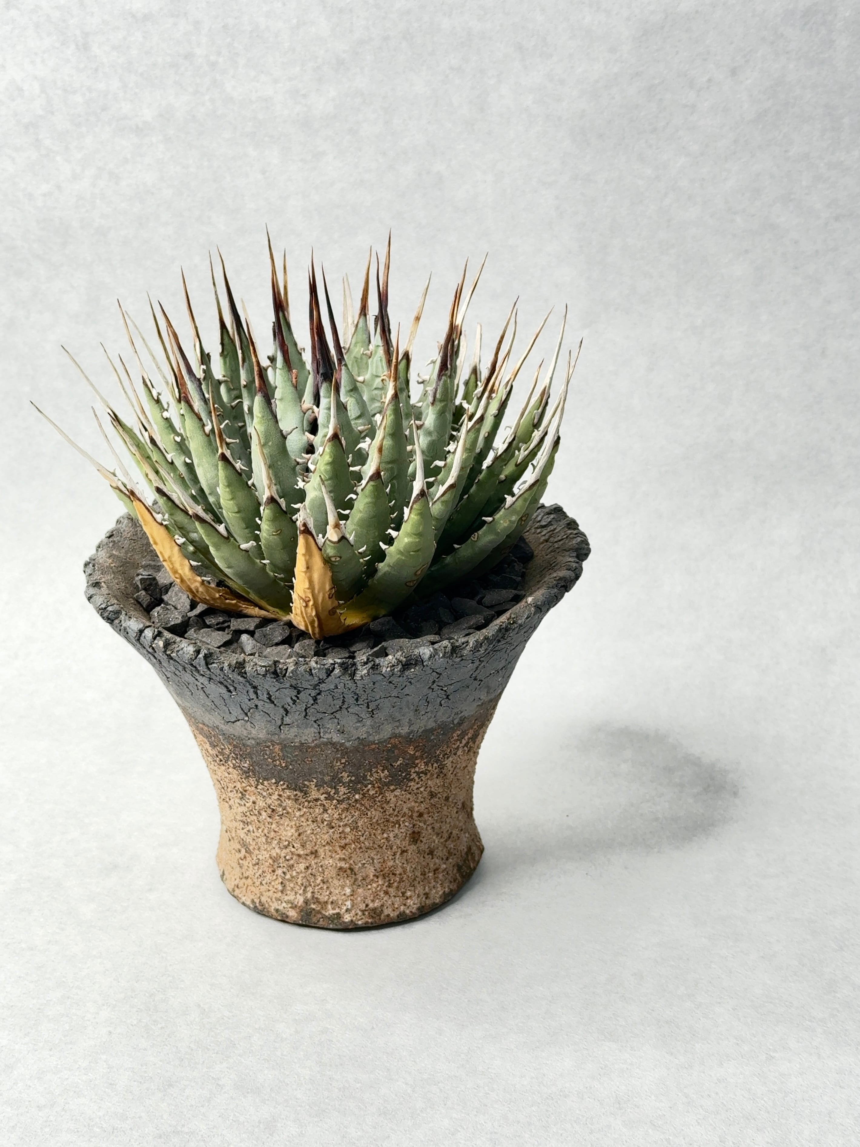 アガベ・ユタエンシス | trigger