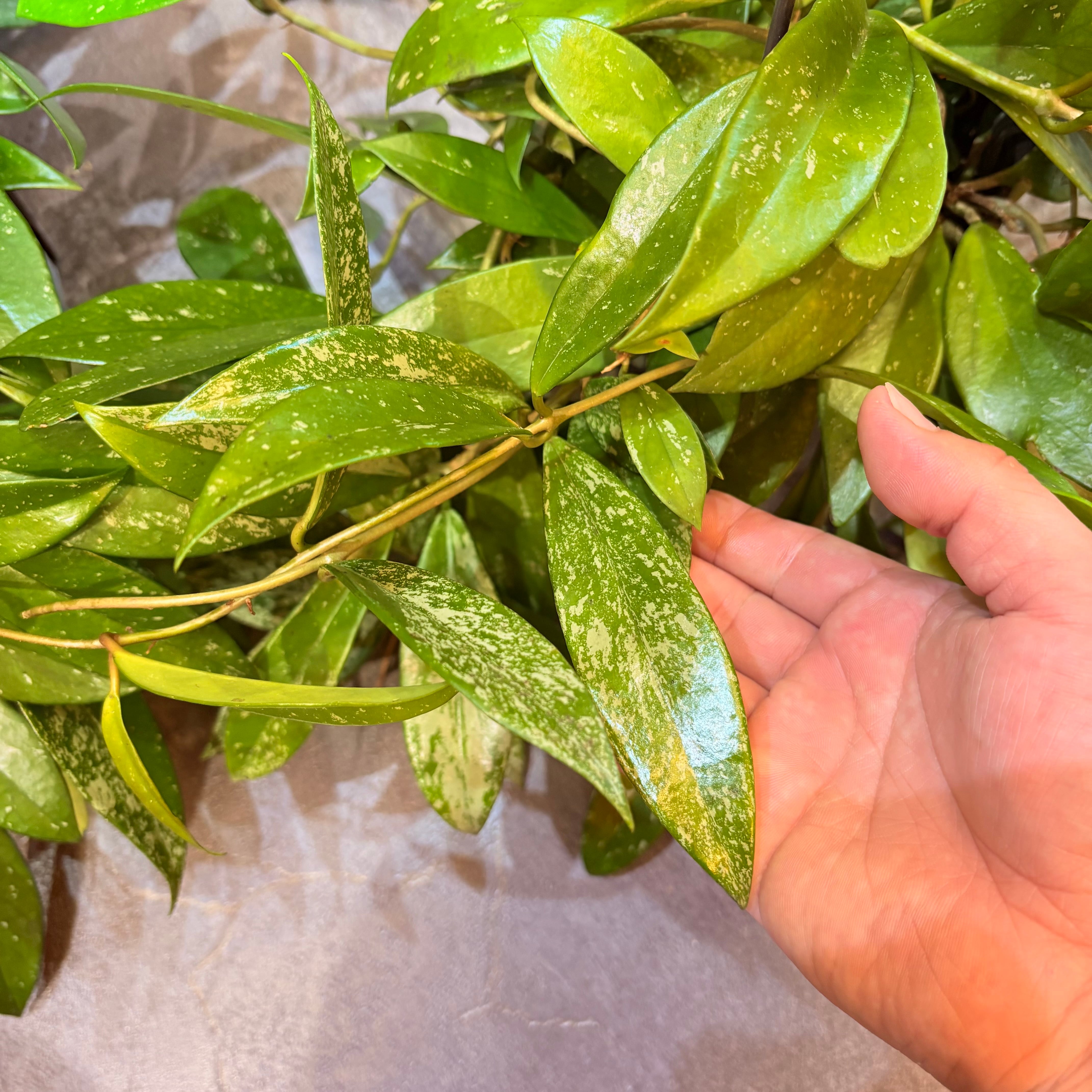 ホヤ プビカリクス 5号 | Green Vibes 宇都宮市の観葉植物専門店
