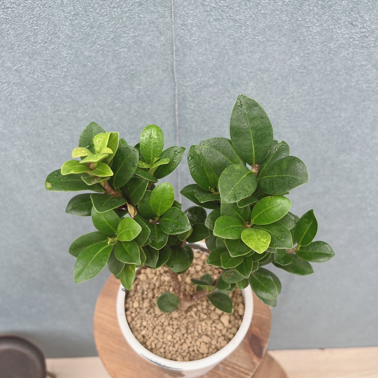 現品］【希少】1番 オキナワコバガジュマル 4号 観葉植物 室内 レア