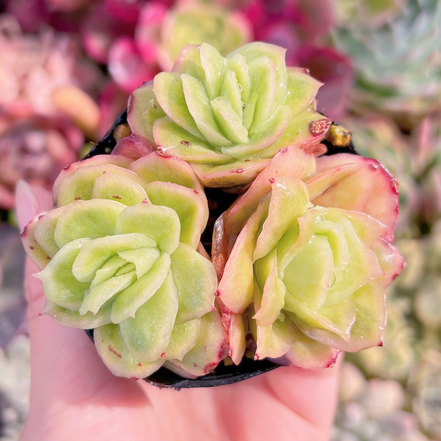 現品　アイスラブリーローズ錦#F033　るる農園